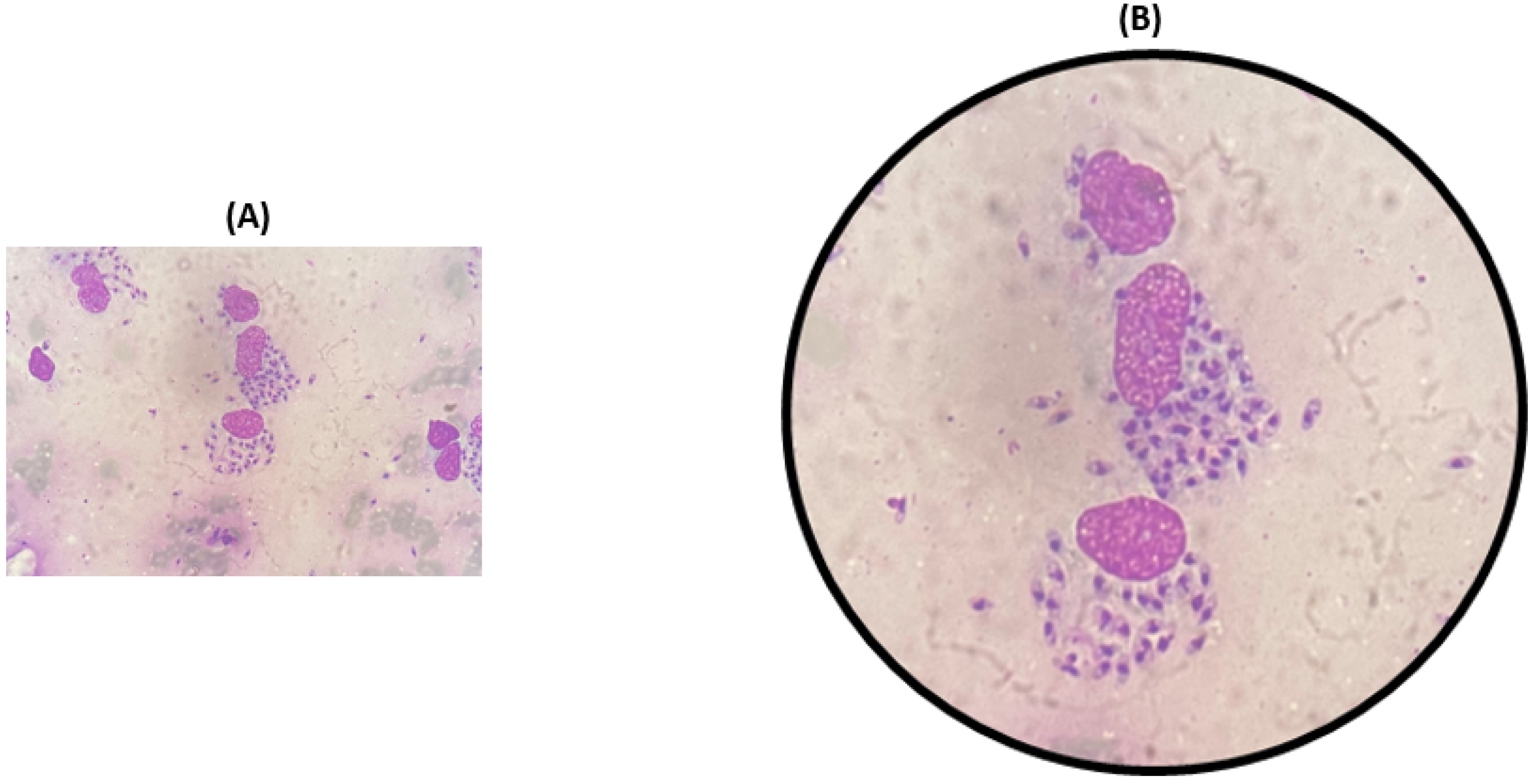 Pathogens 14 00436 g003