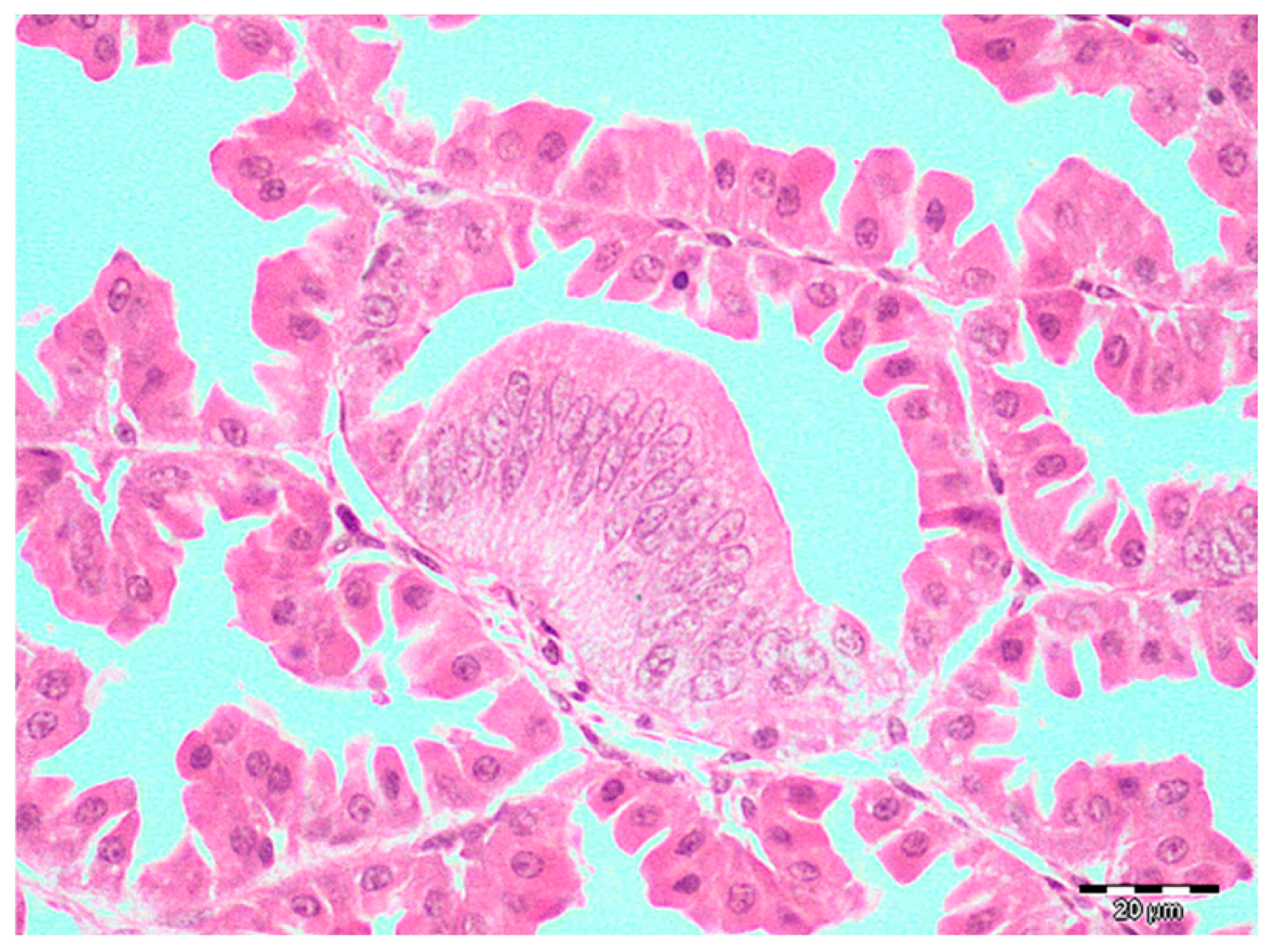 Pathogens 14 00438 g003