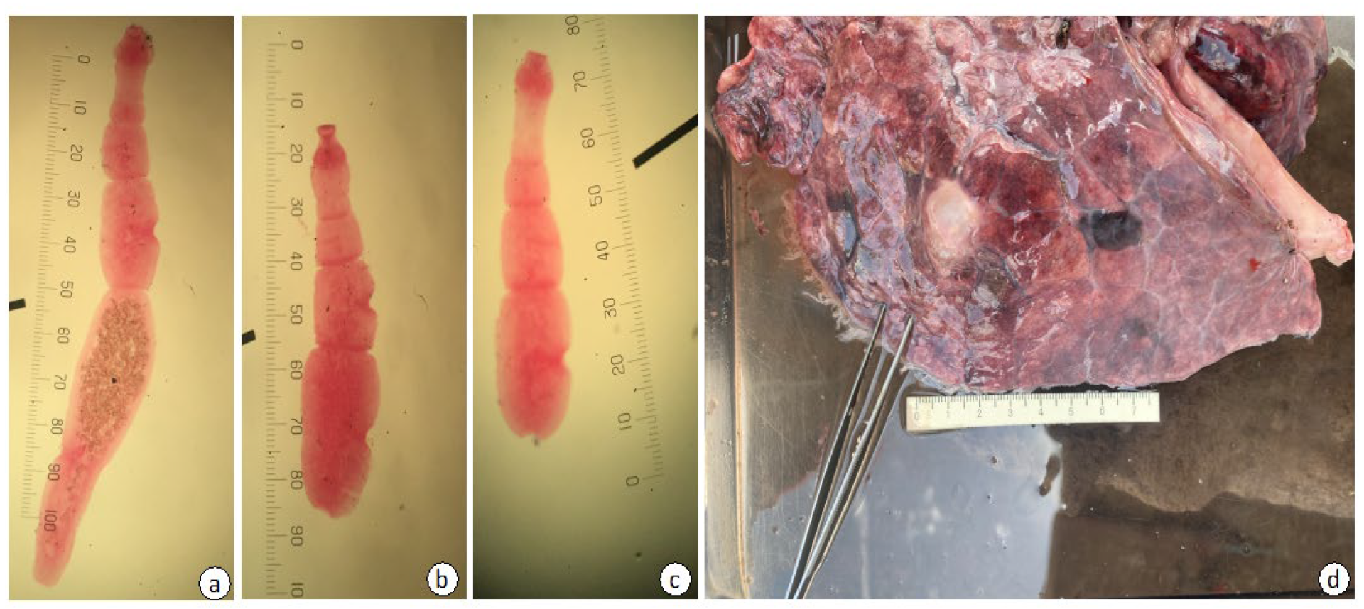 Pathogens 14 00443 g002