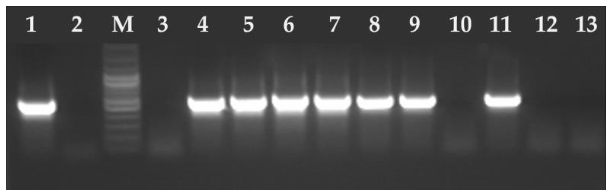Pathogens 14 00444 g002