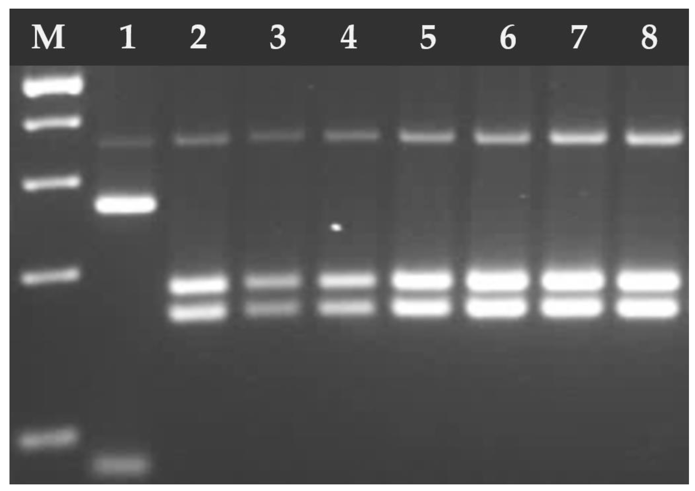 Pathogens 14 00444 g006