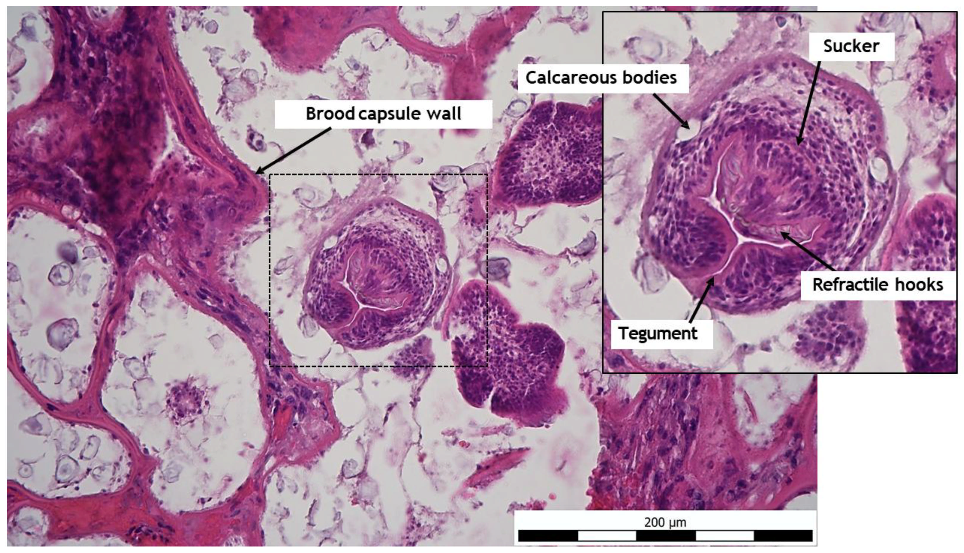 Pathogens 14 00450 g006