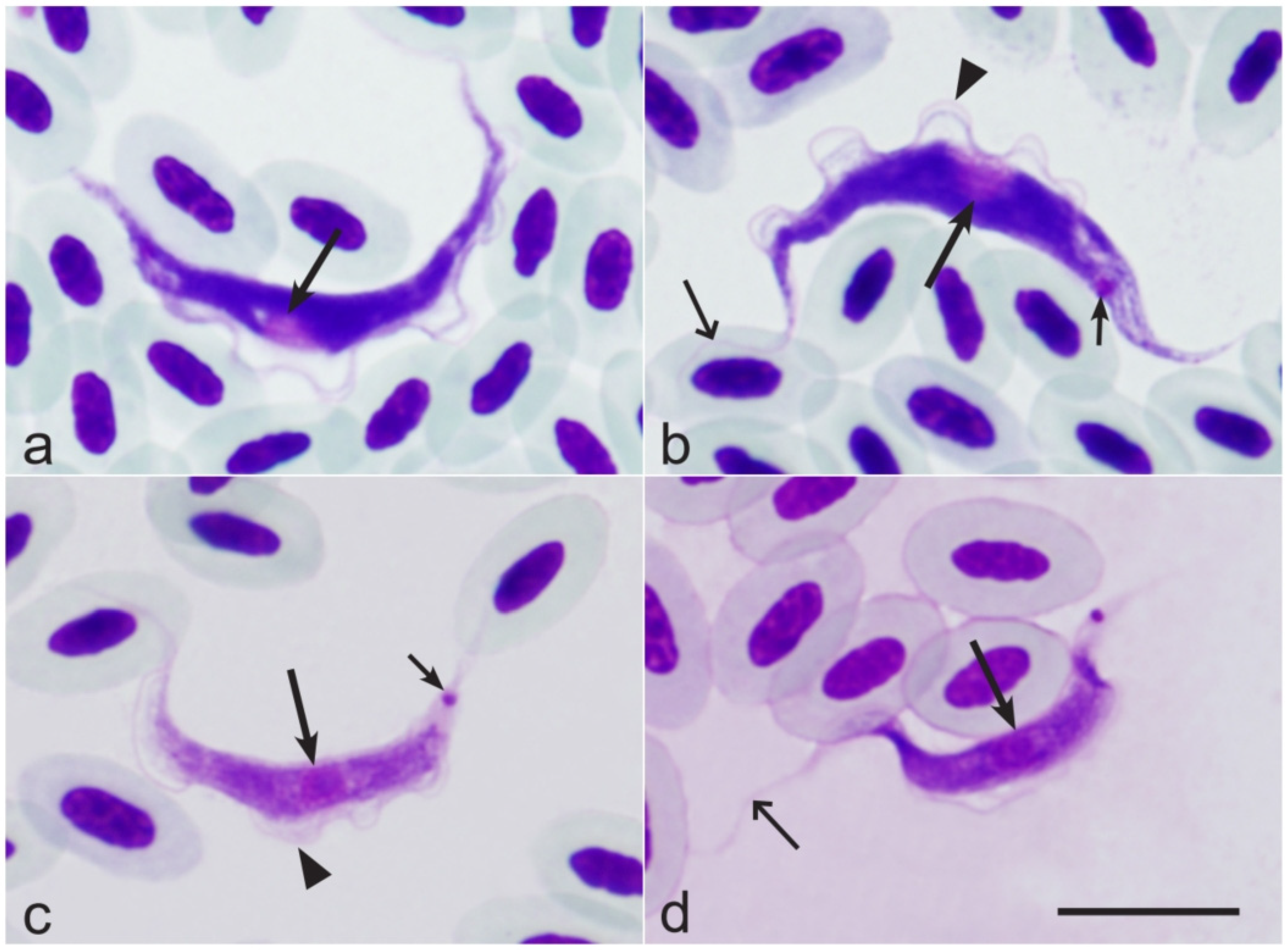 Pathogens 14 00452 g001 Pathogens 14 00452 g001