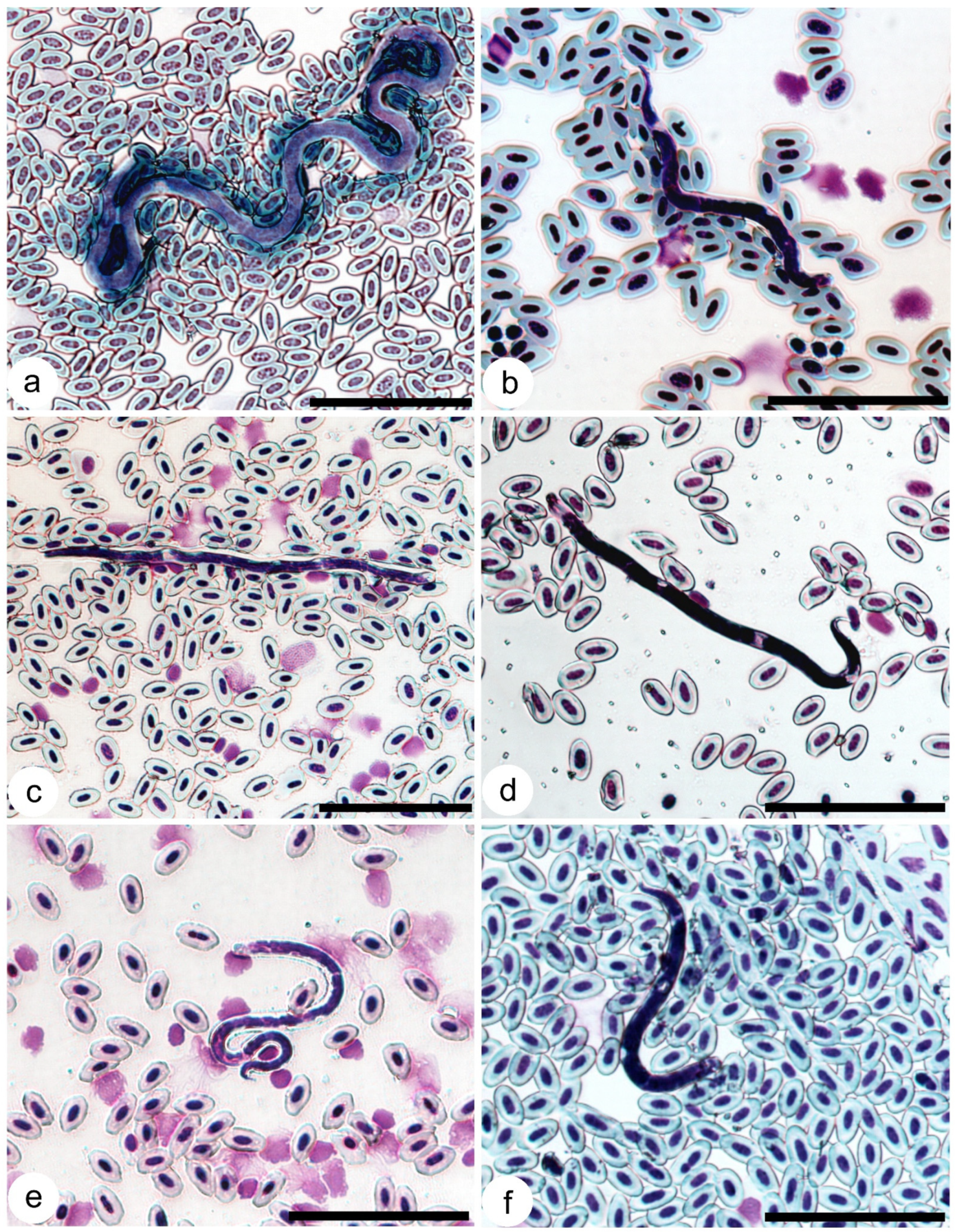 Pathogens 14 00452 g002 Pathogens 14 00452 g002