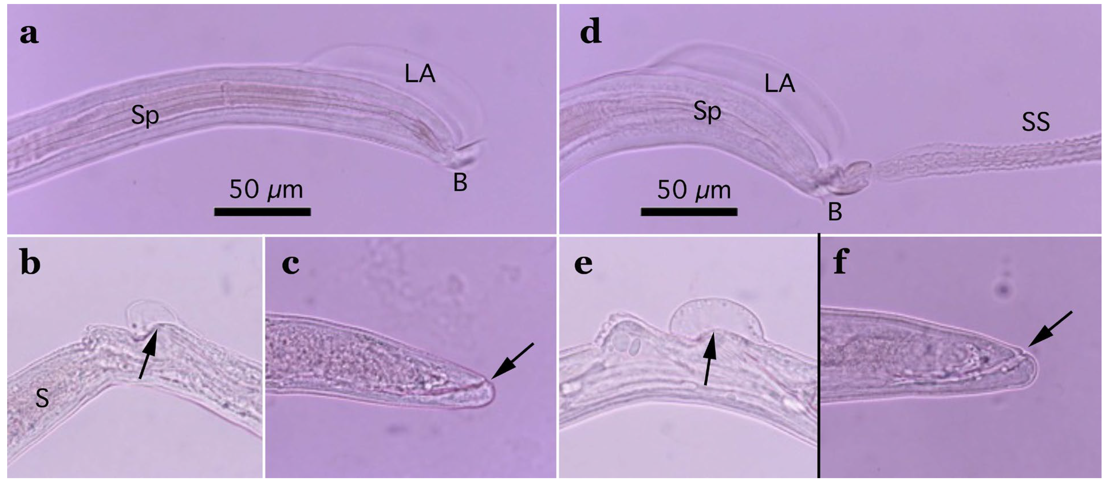 Pathogens 14 00455 g003
