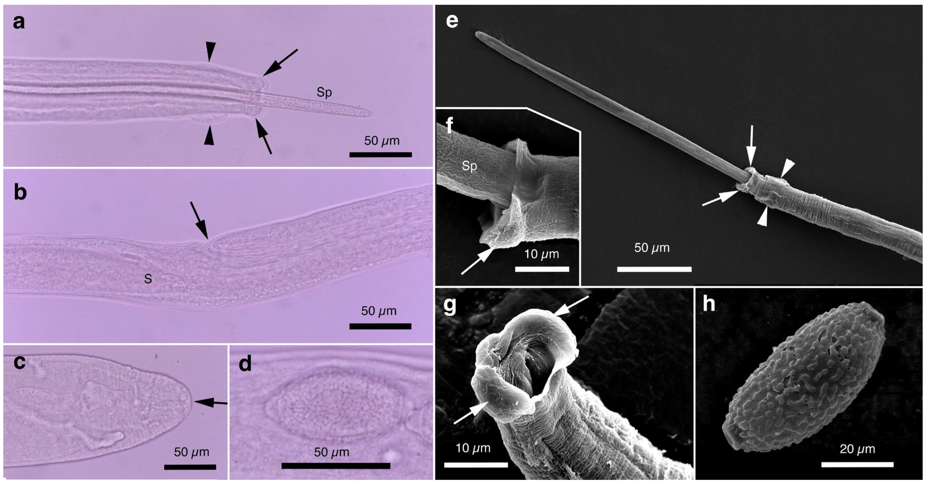 Pathogens 14 00455 g009