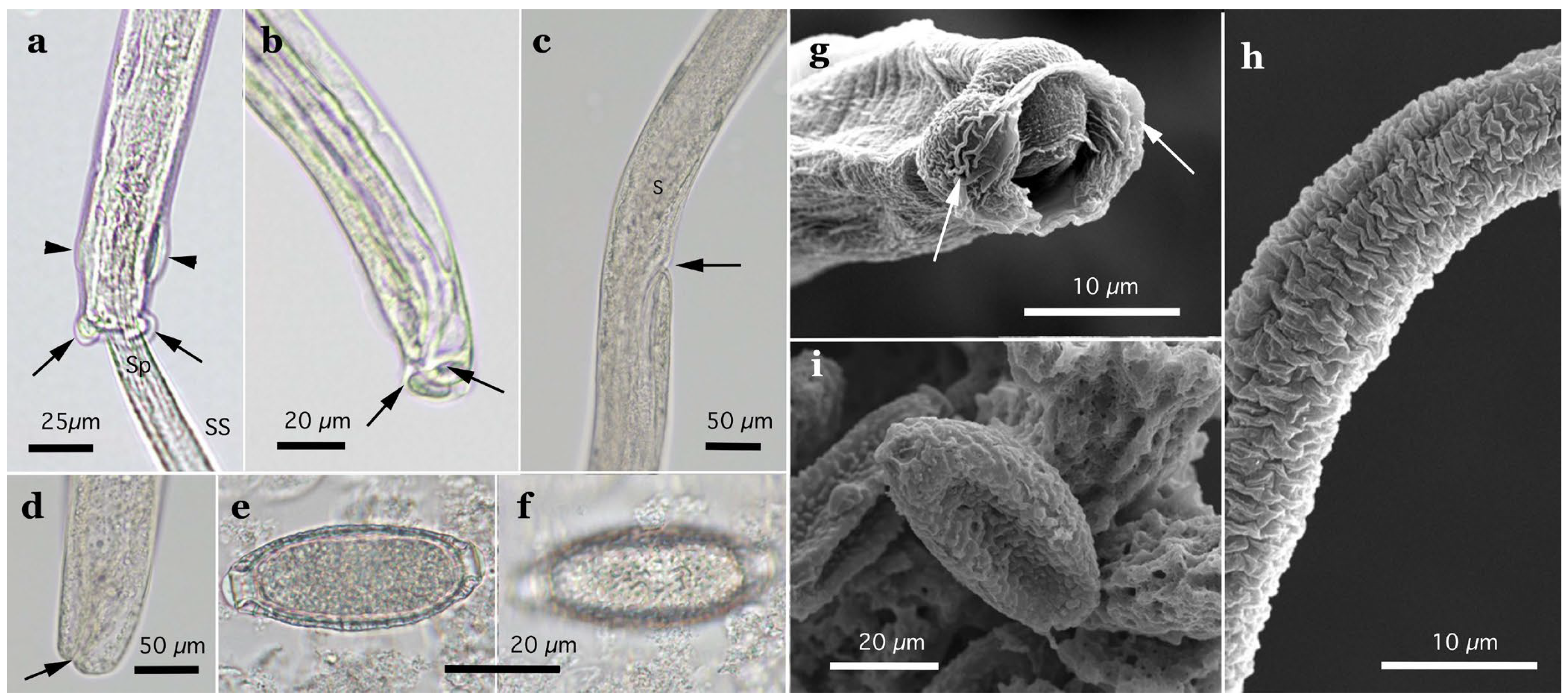 Pathogens 14 00455 g010