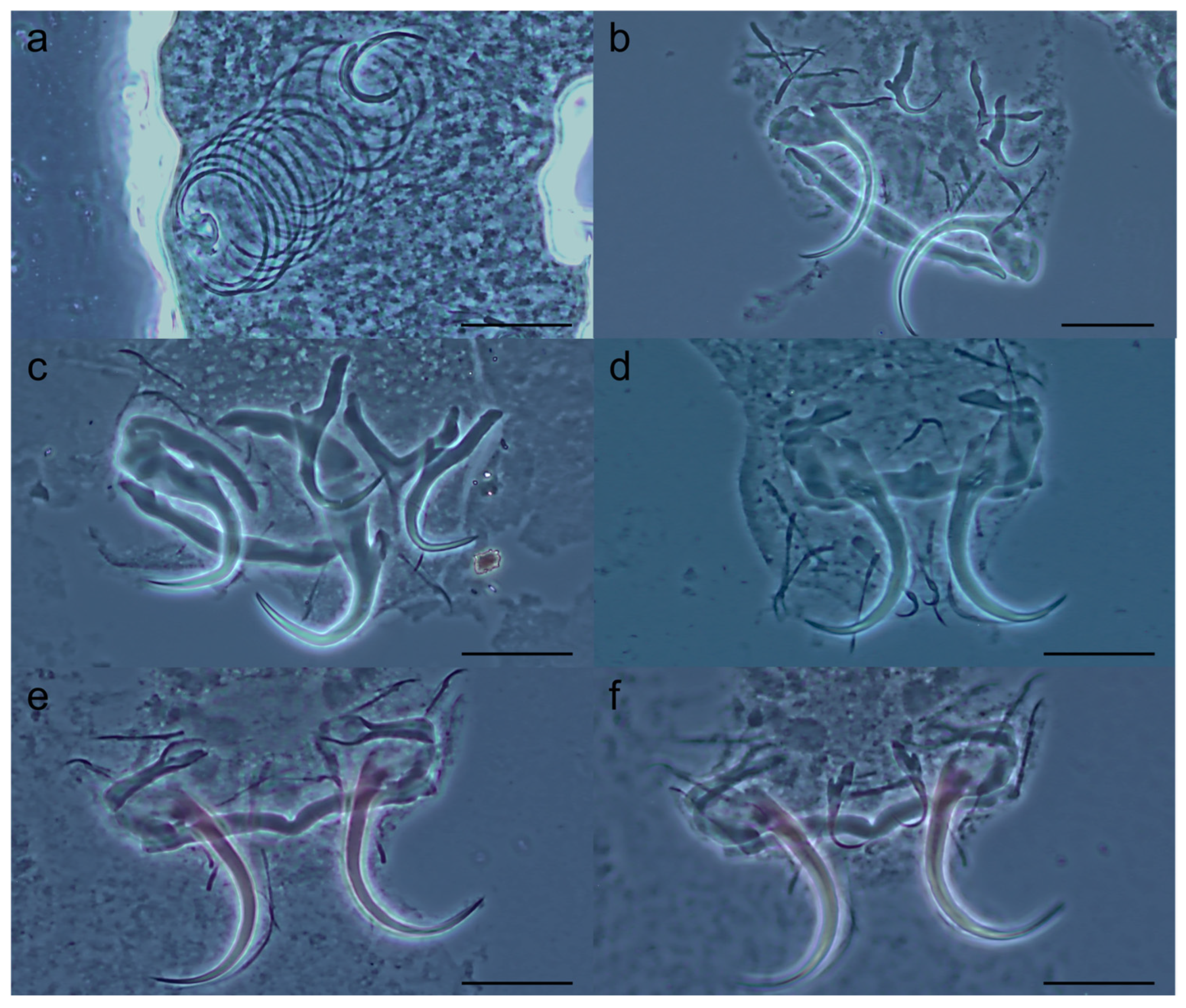 Pathogens 14 00467 g006
