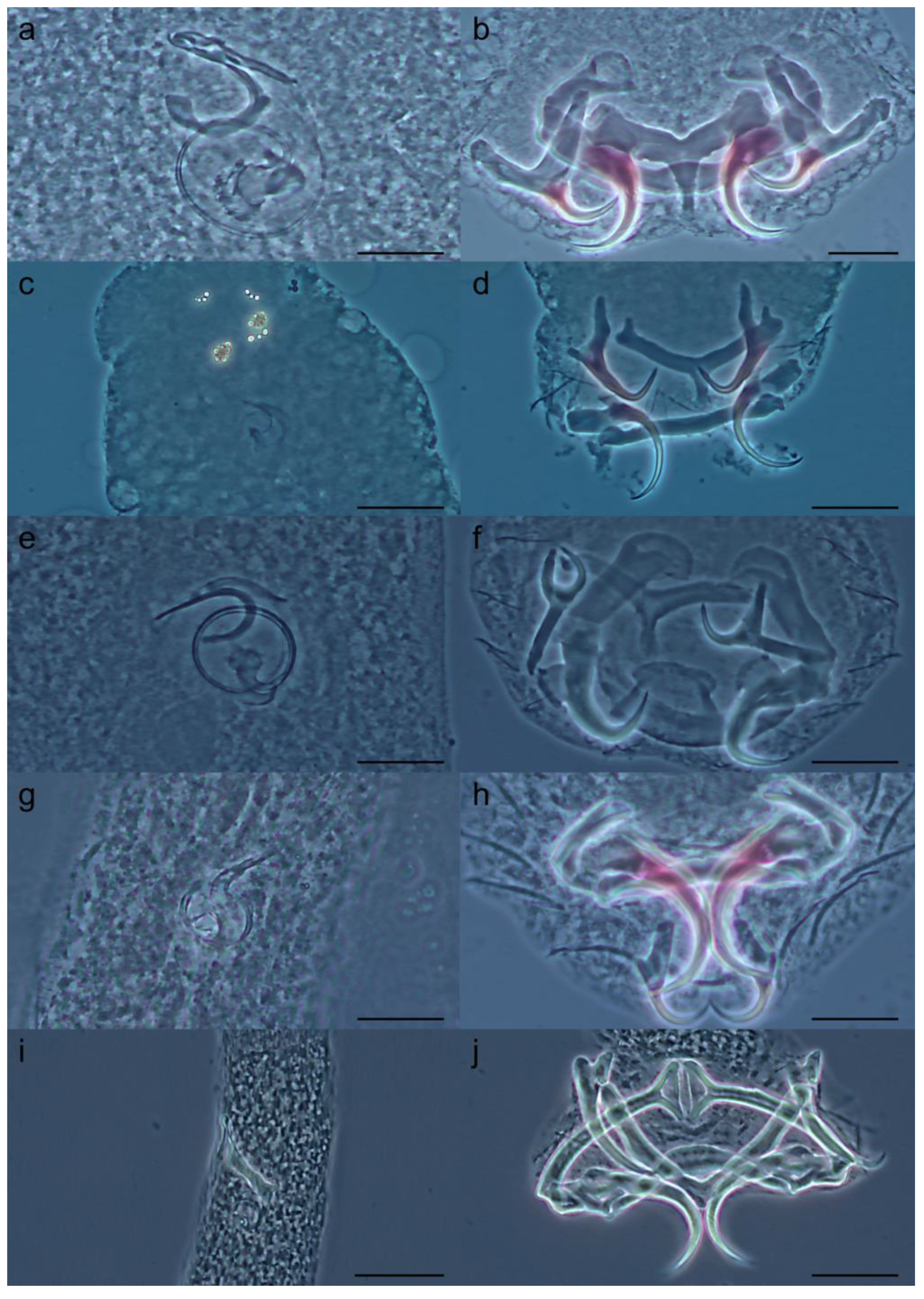 Pathogens 14 00467 g007