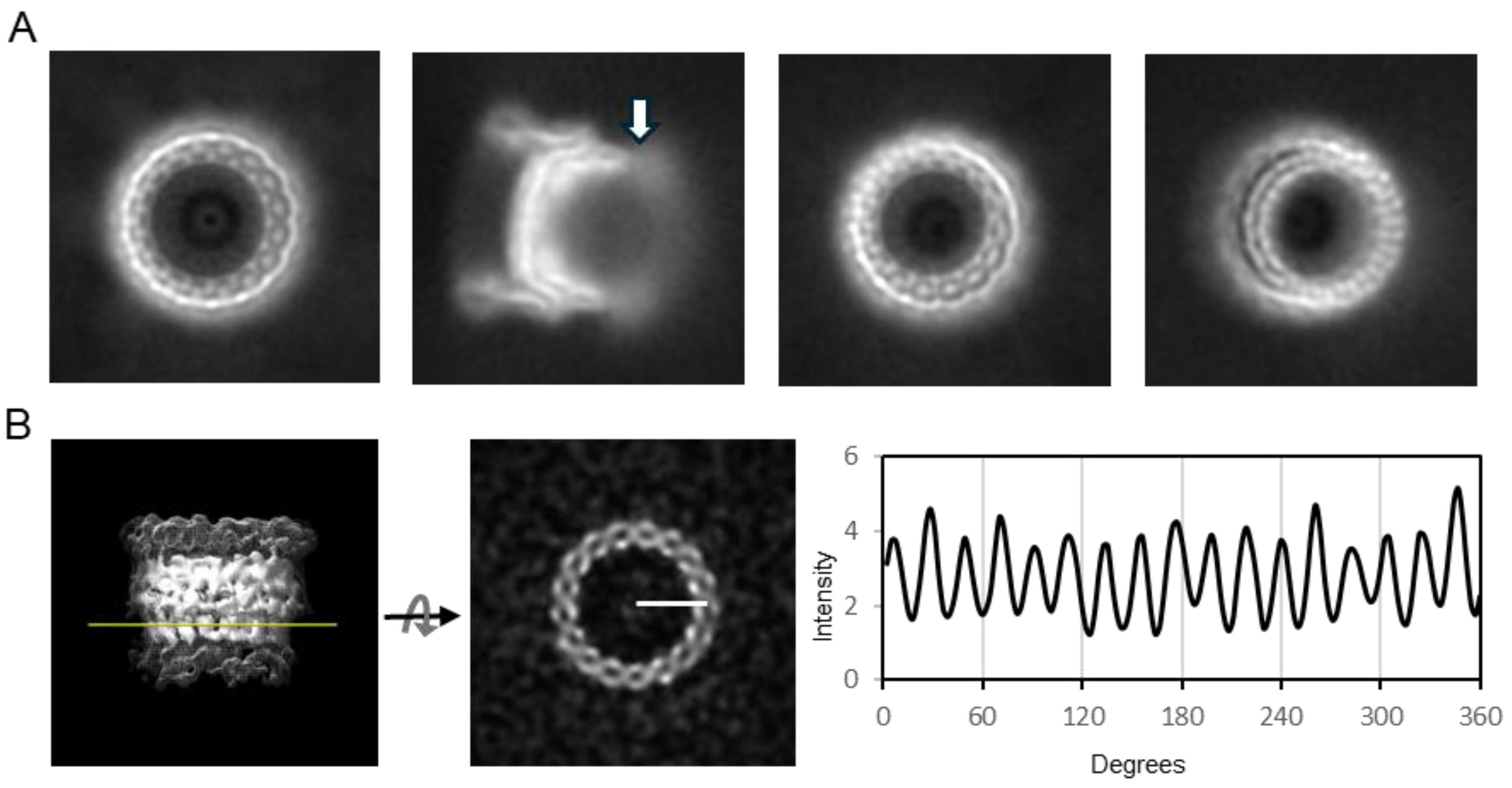 Pathogens 14 00471 g003