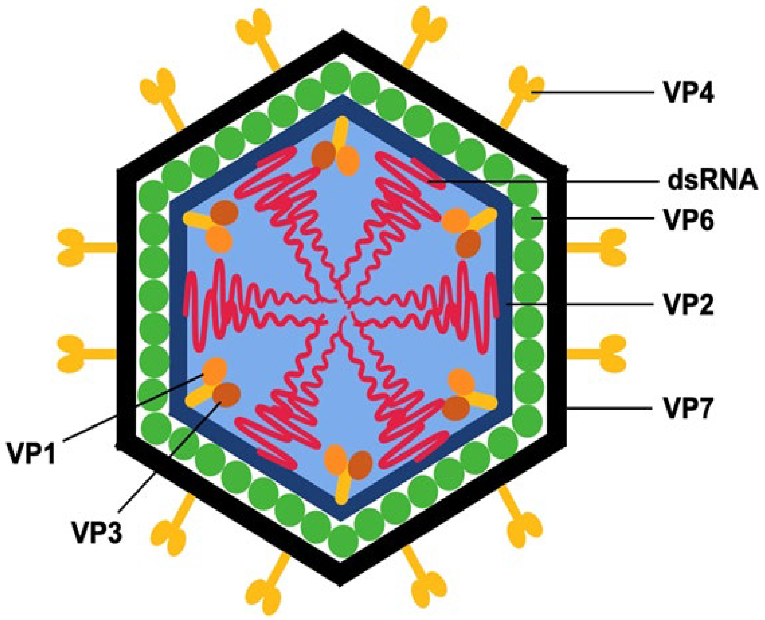 Pathogens 14 00480 g001
