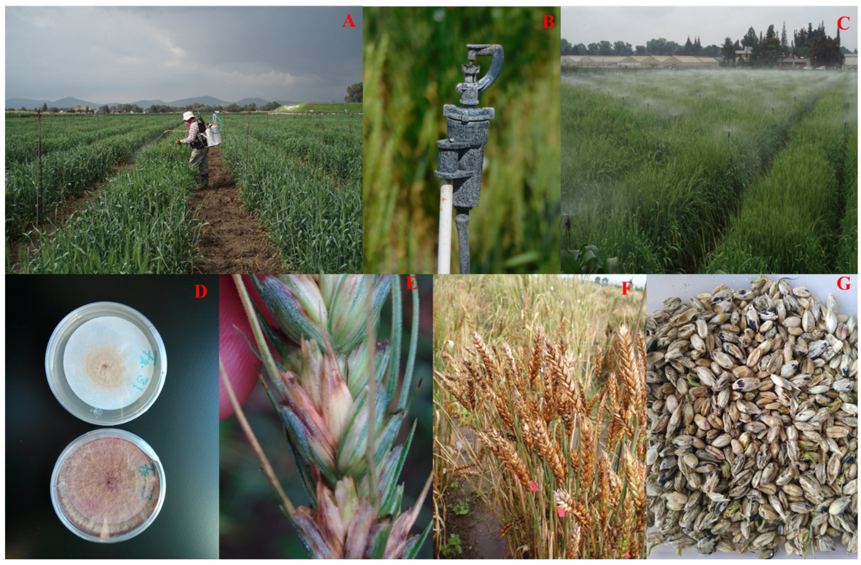 Pathogens 14 00490 g002