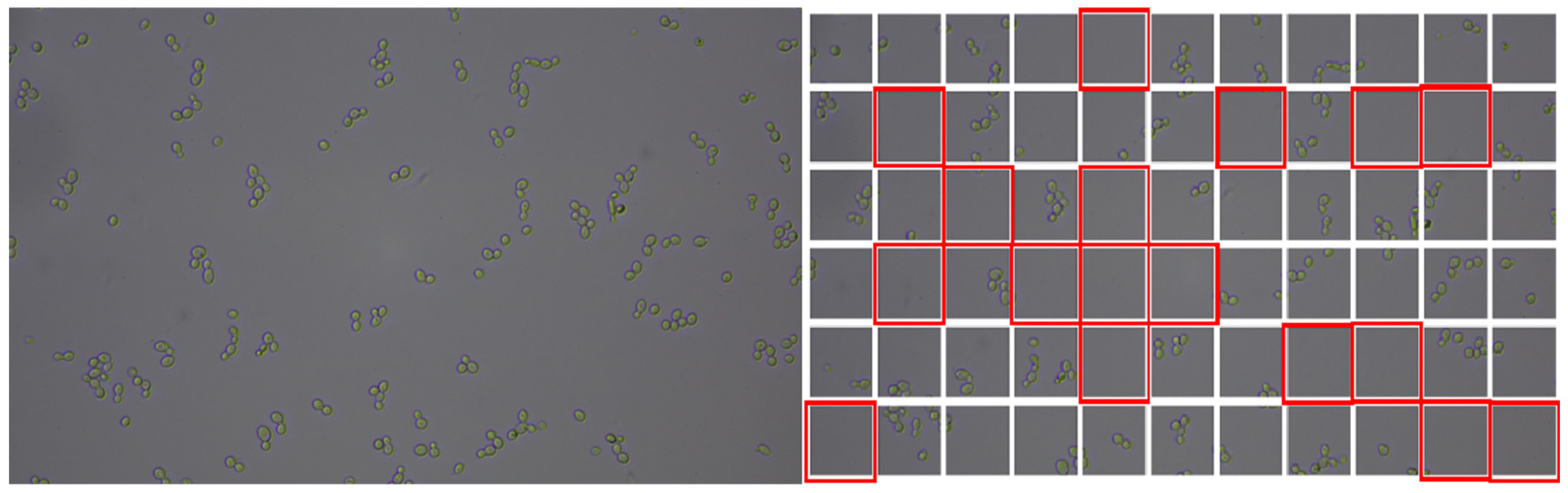 Pathogens 14 00504 g002