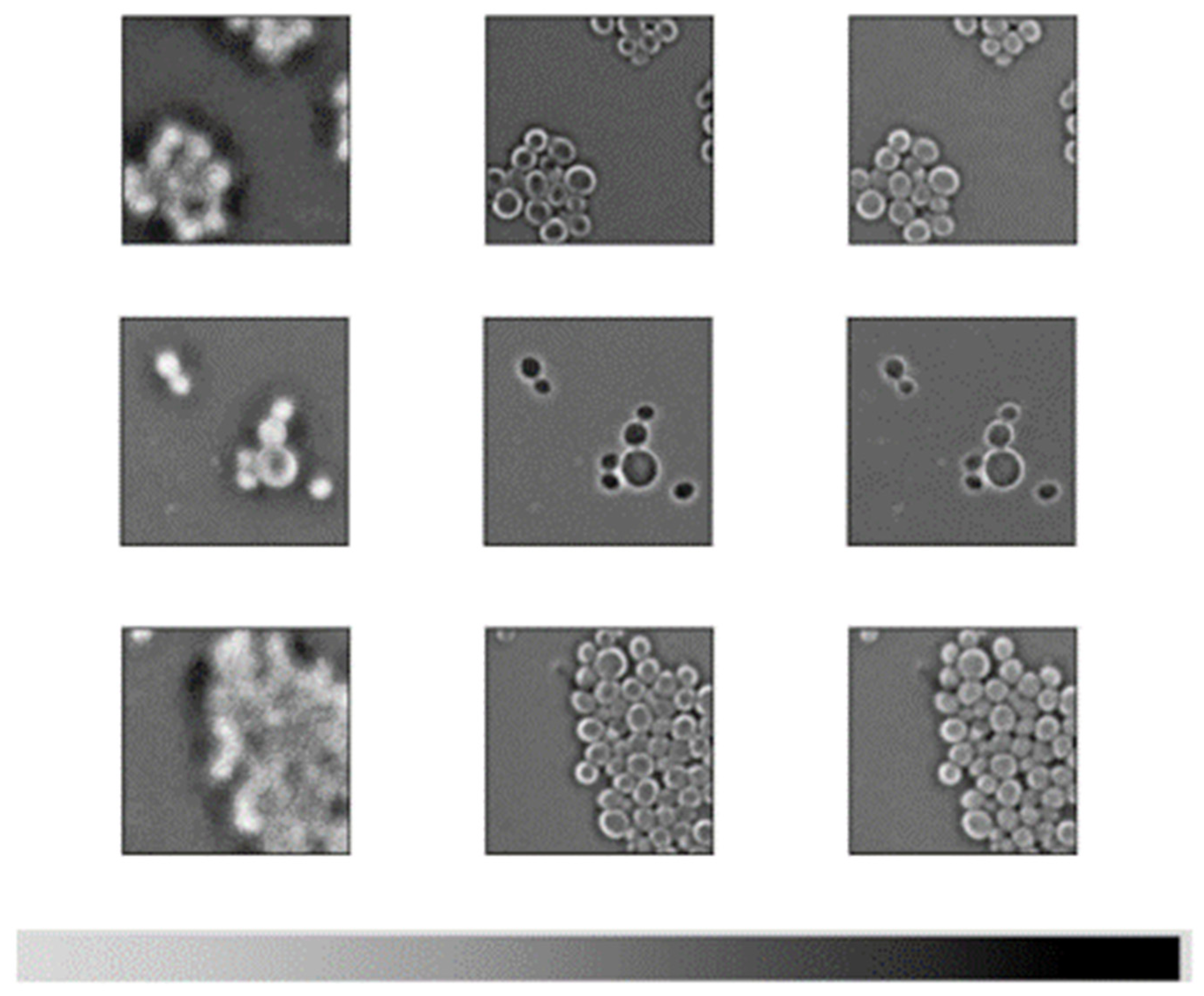 Pathogens 14 00504 g008