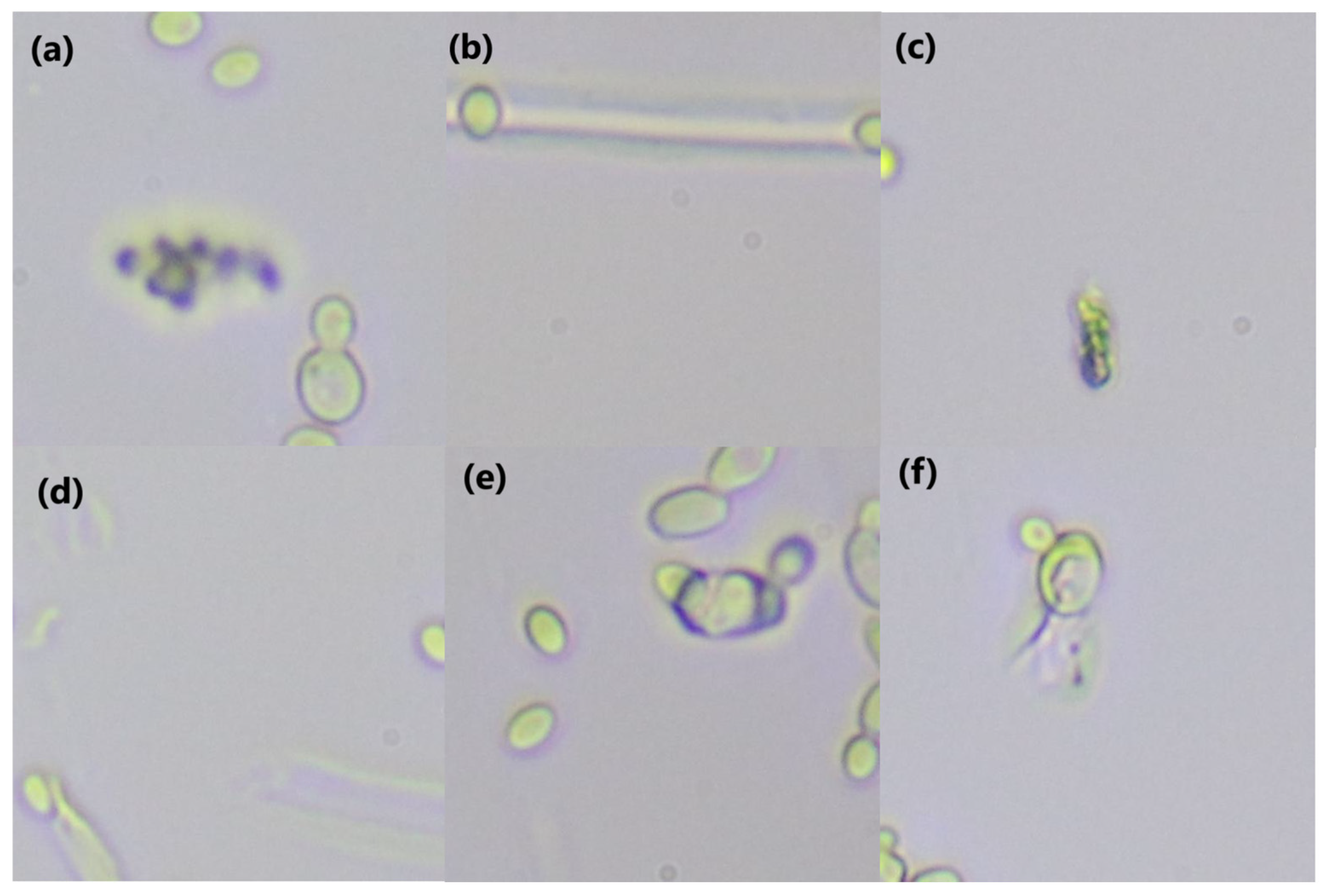 Pathogens 14 00504 g009