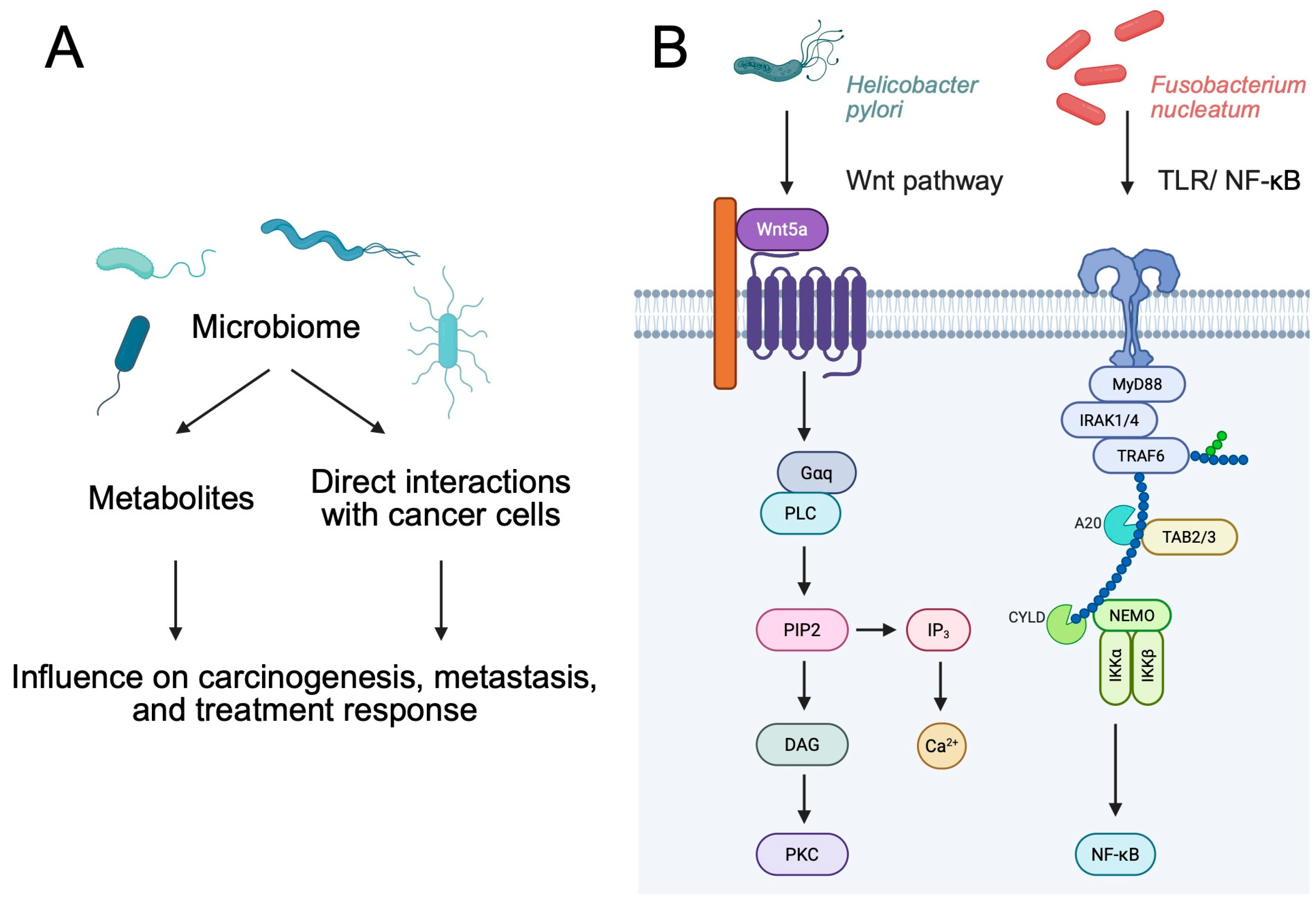 Pathogens 14 00509 g001