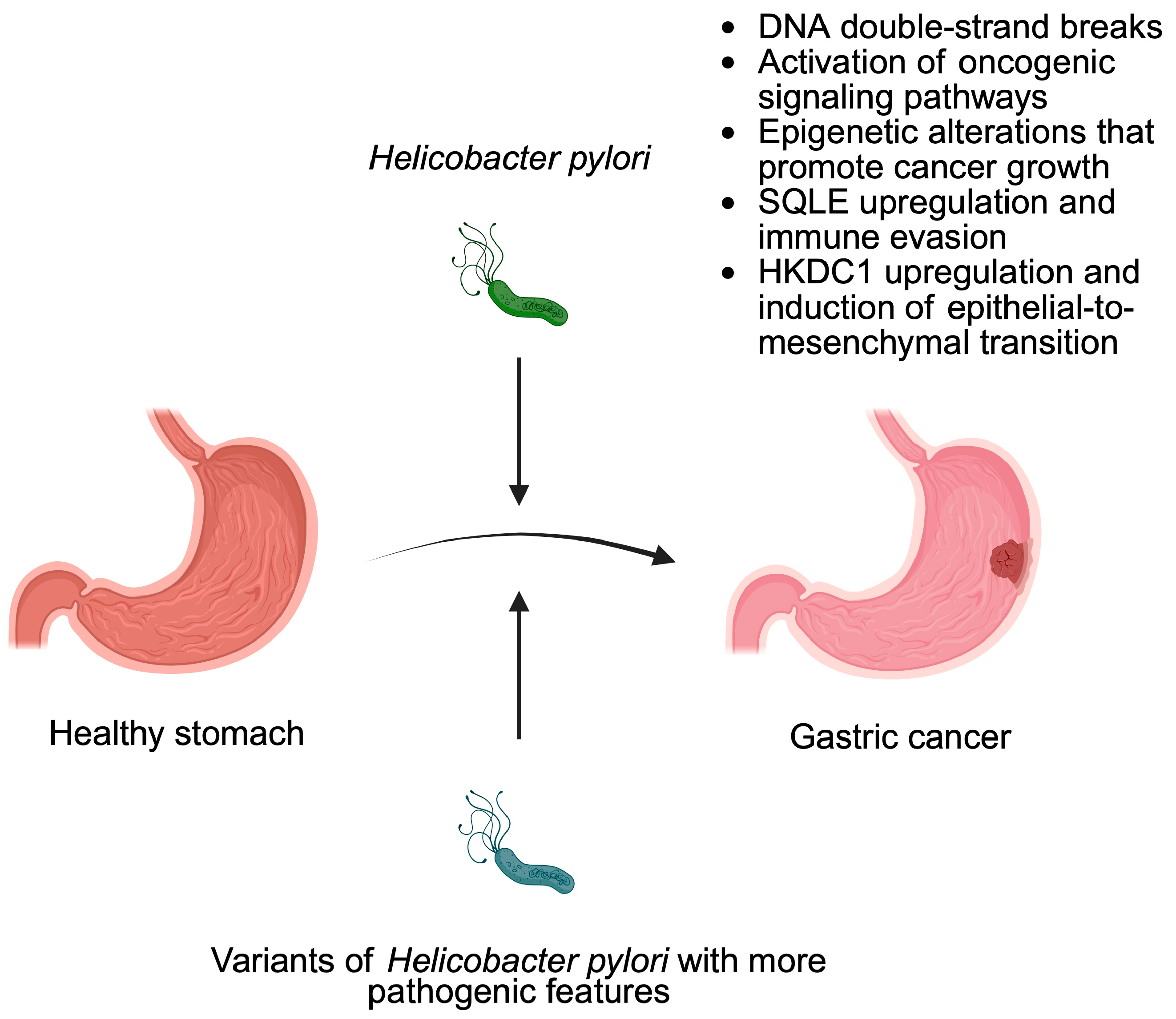 Pathogens 14 00509 g002