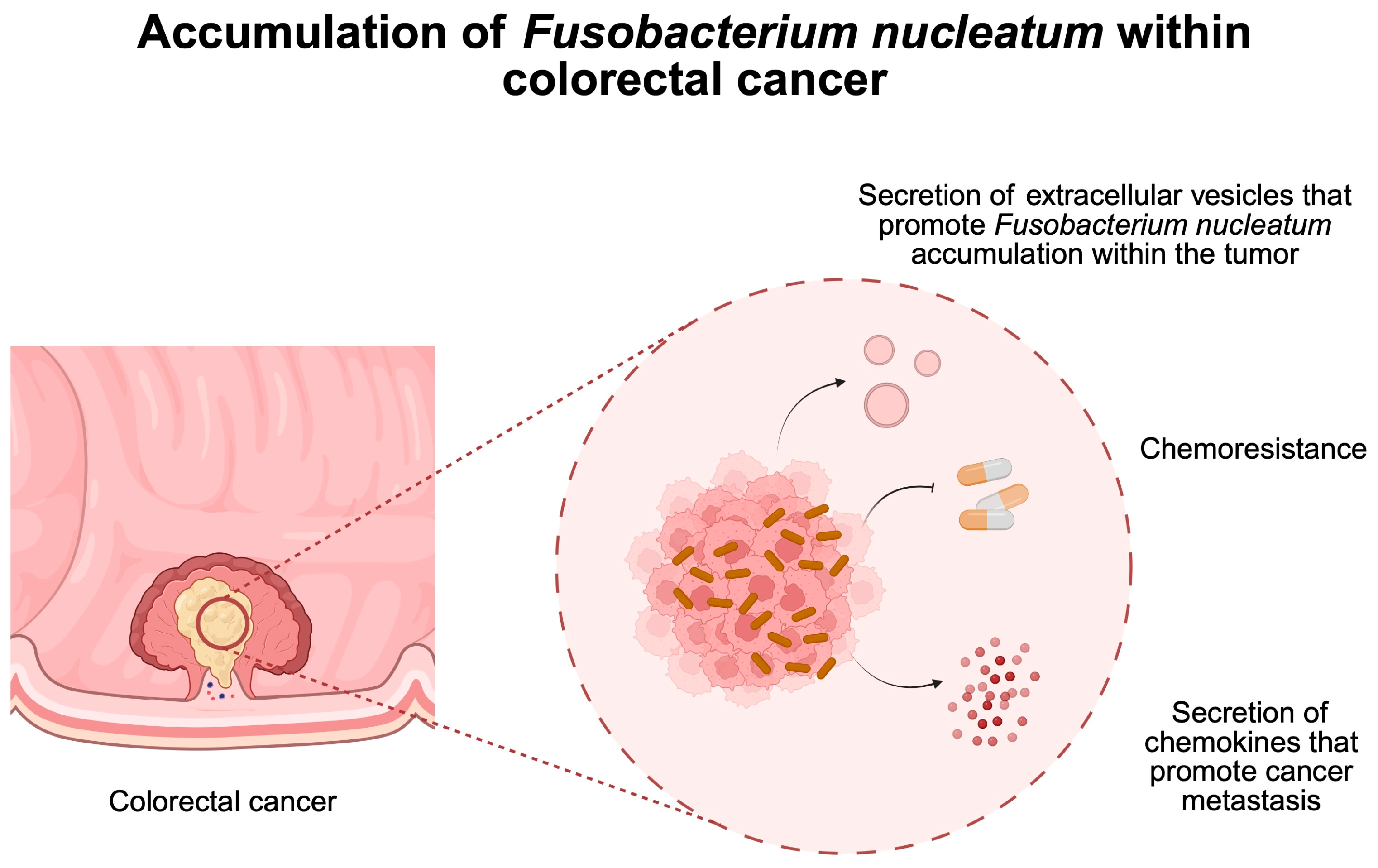 Pathogens 14 00509 g003