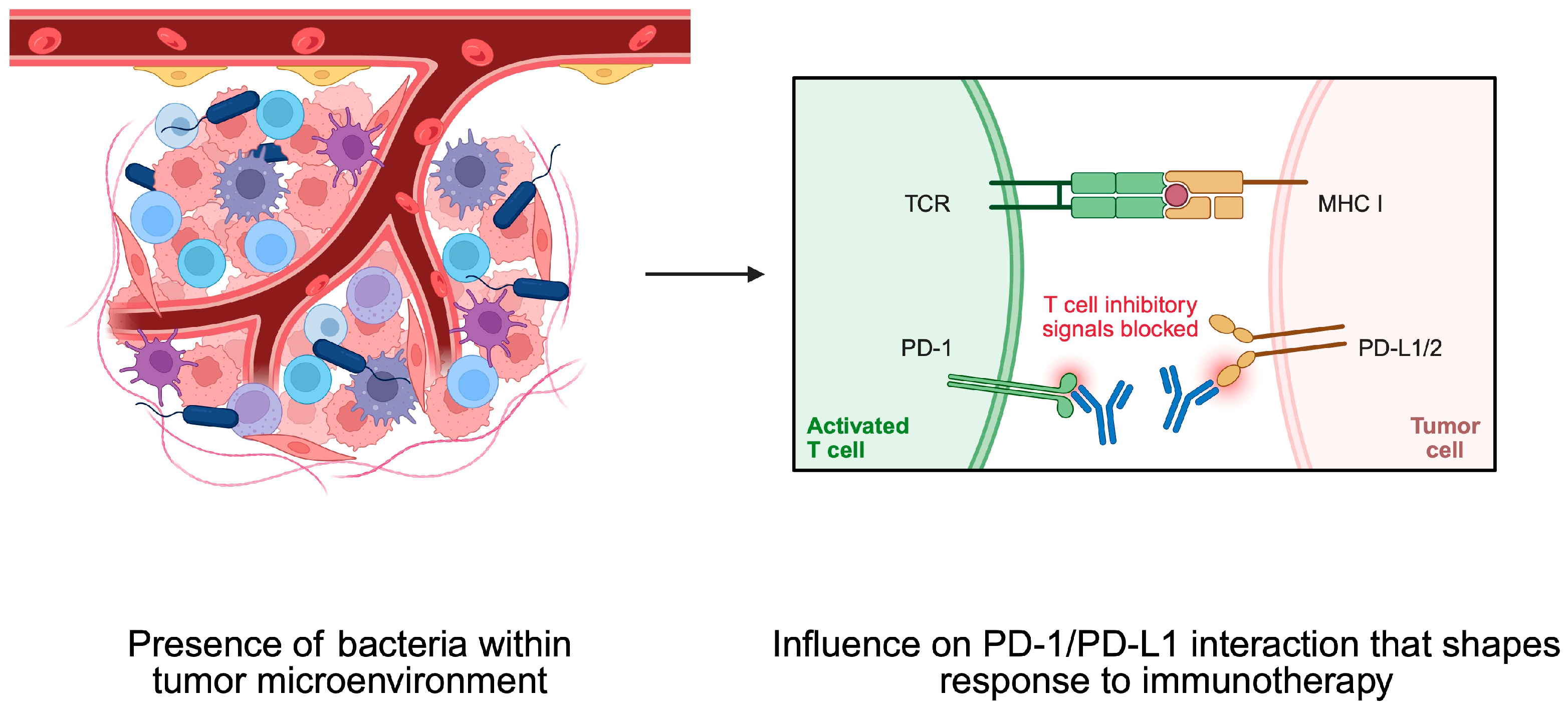 Pathogens 14 00509 g006