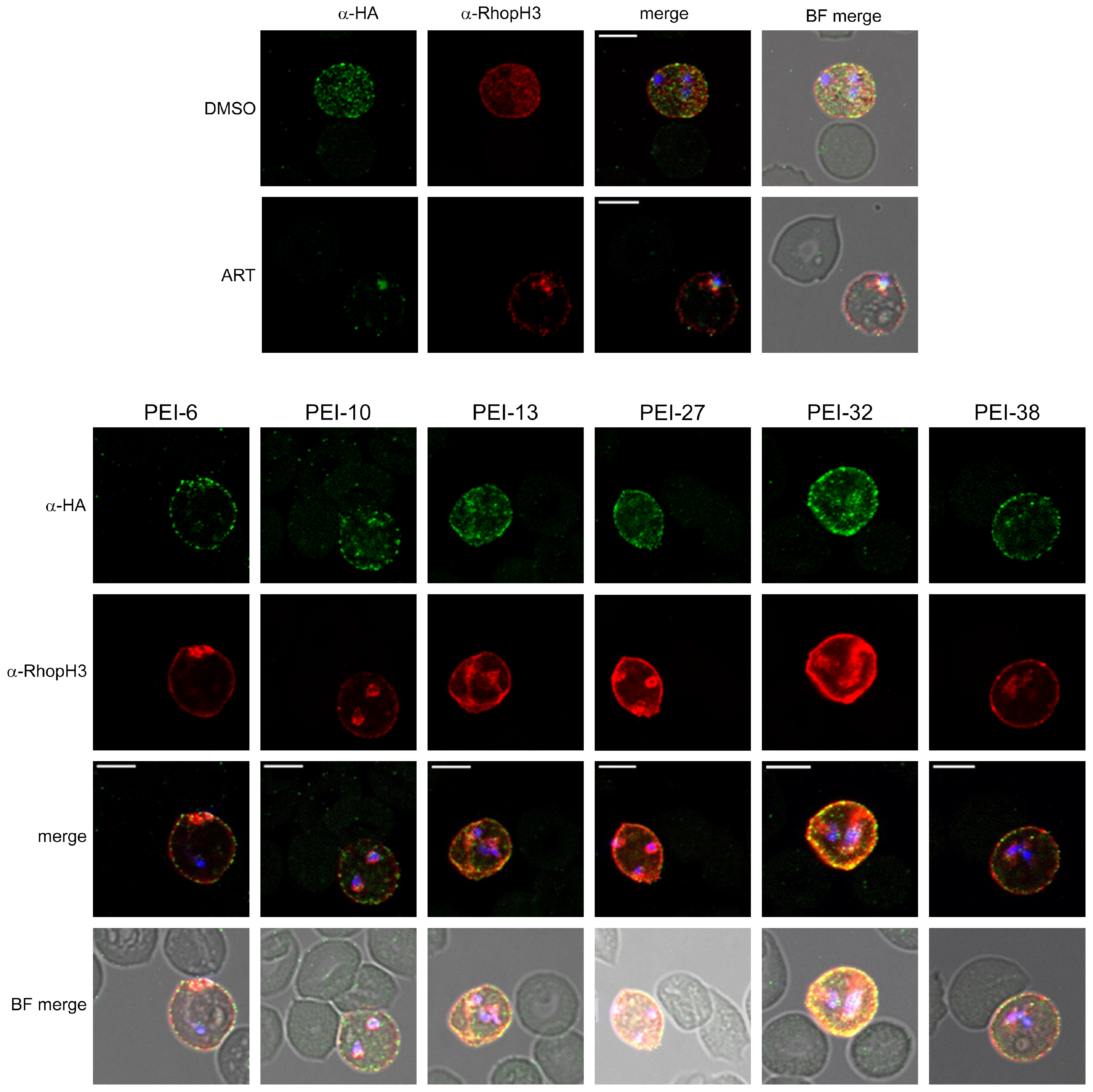 Pathogens 14 00520 g004