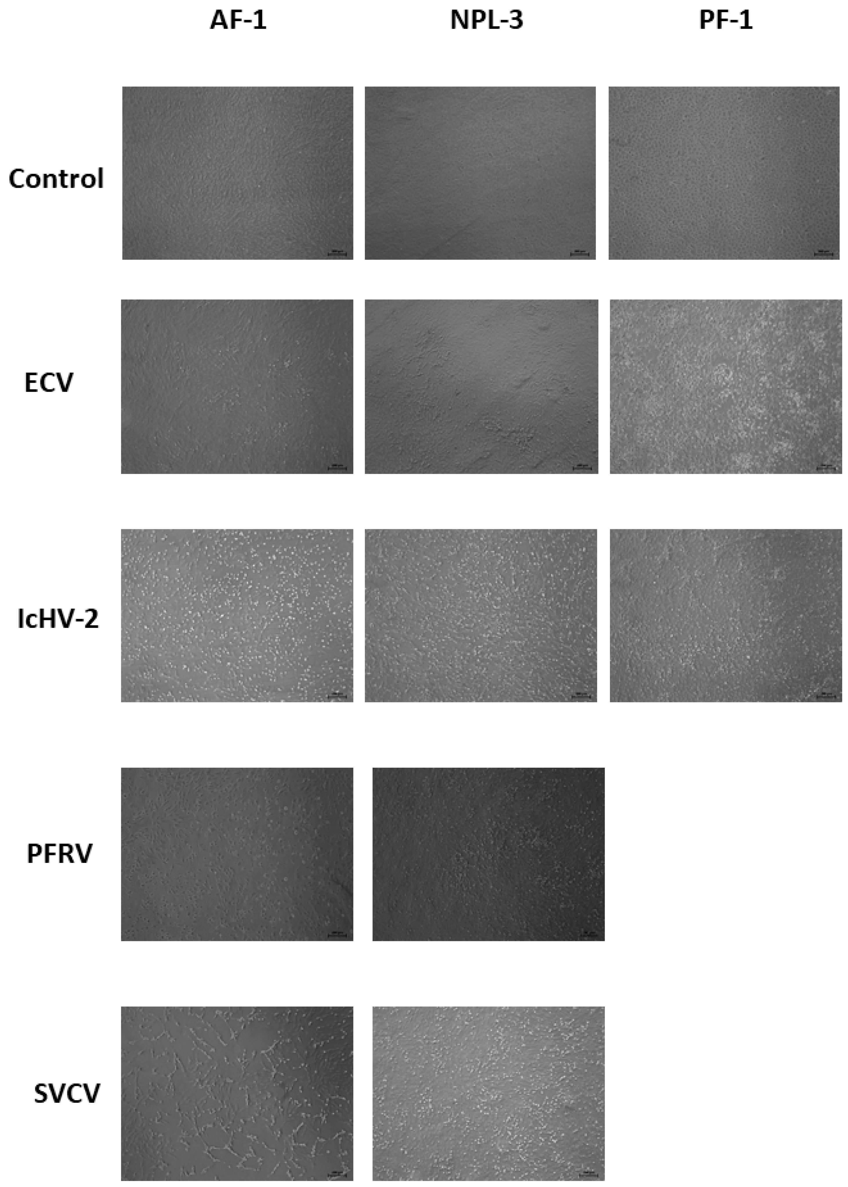 Pathogens 14 00531 g002