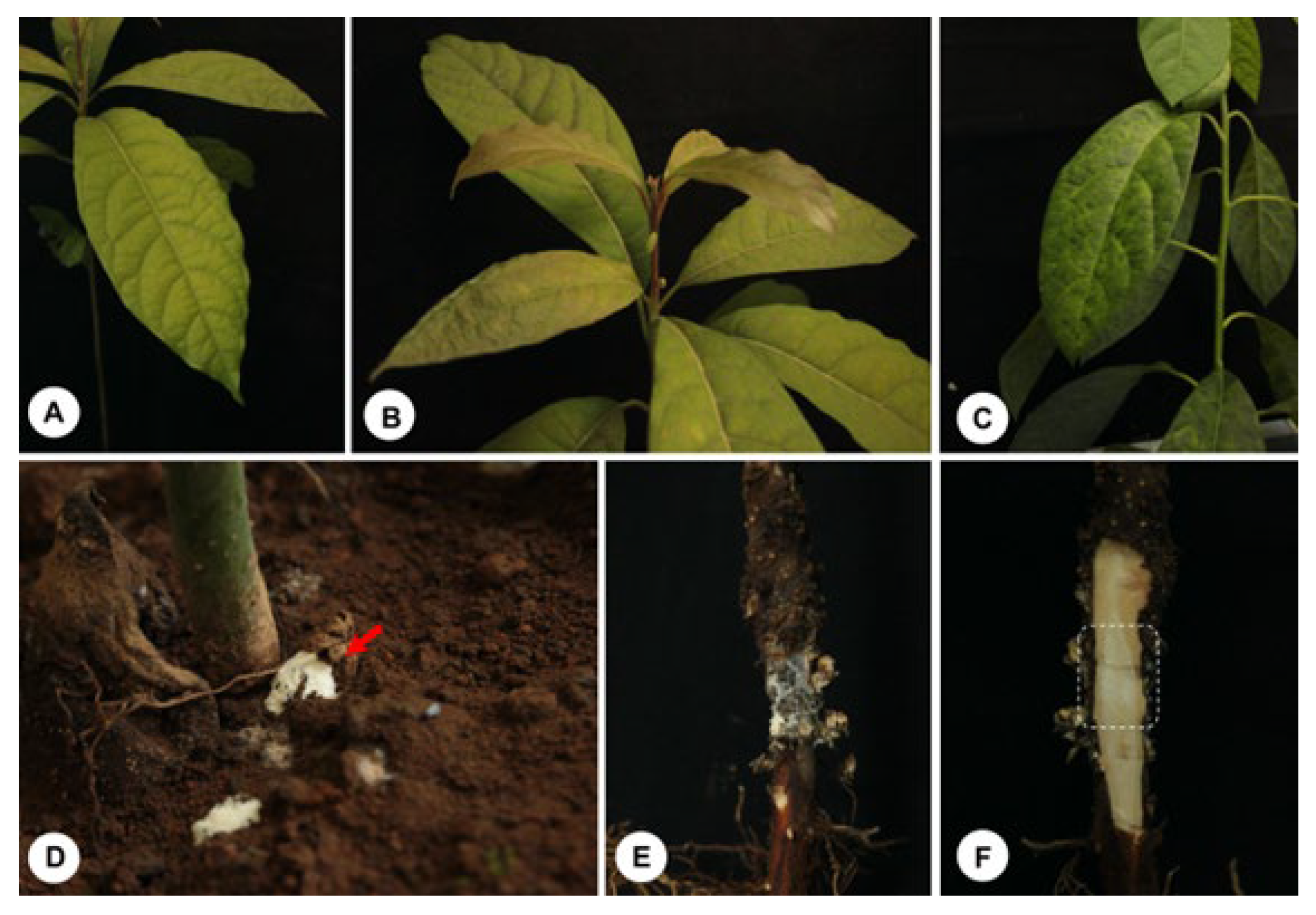 Pathogens 14 00532 g005