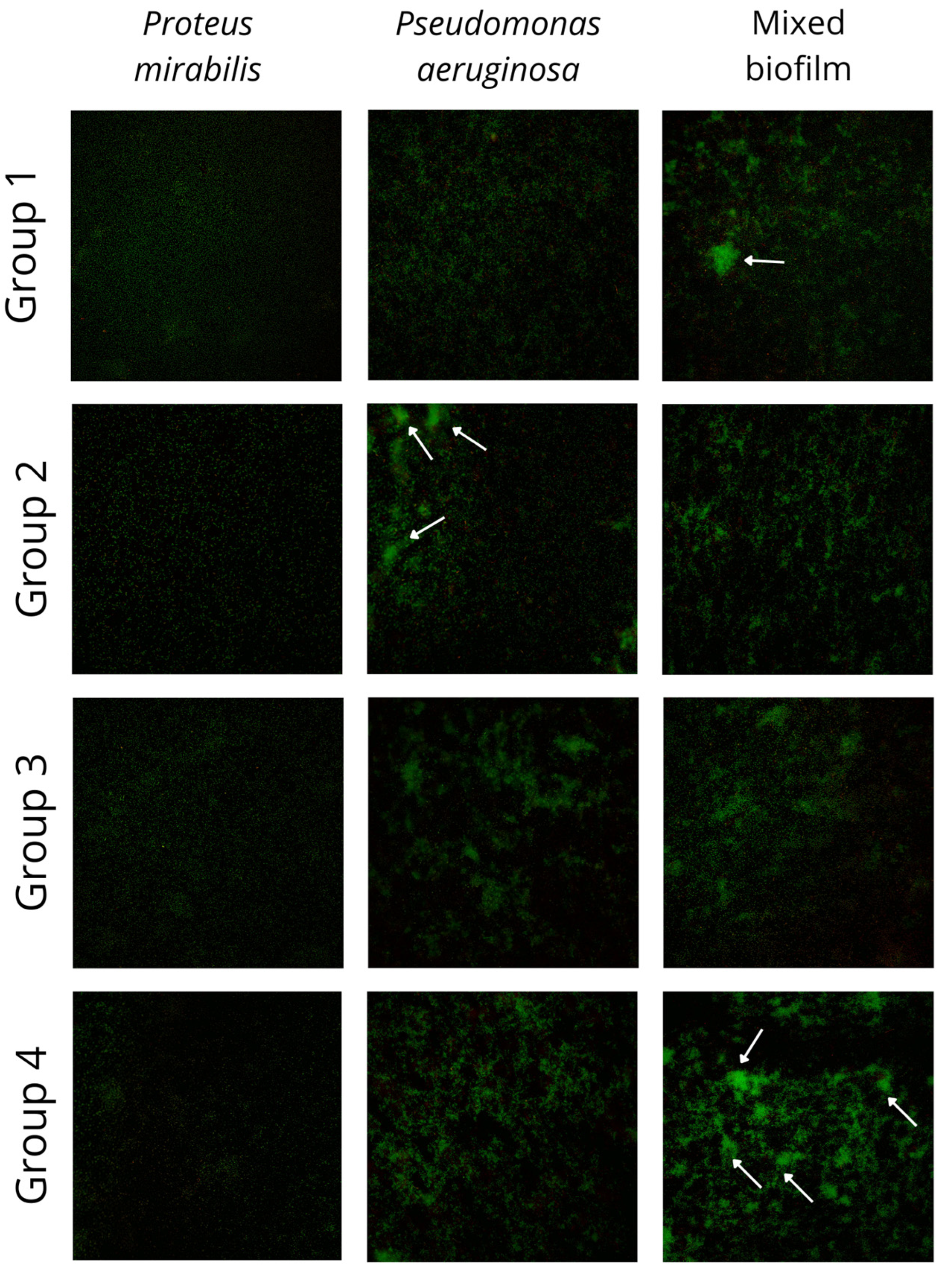Pathogens 14 00536 g002