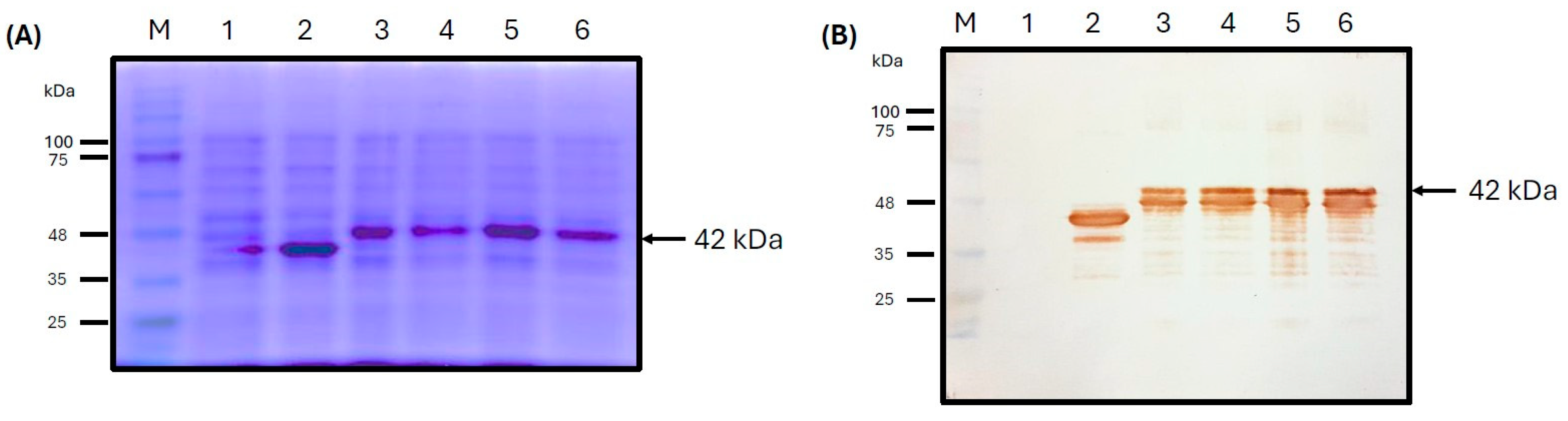 Pathogens 14 00542 g005