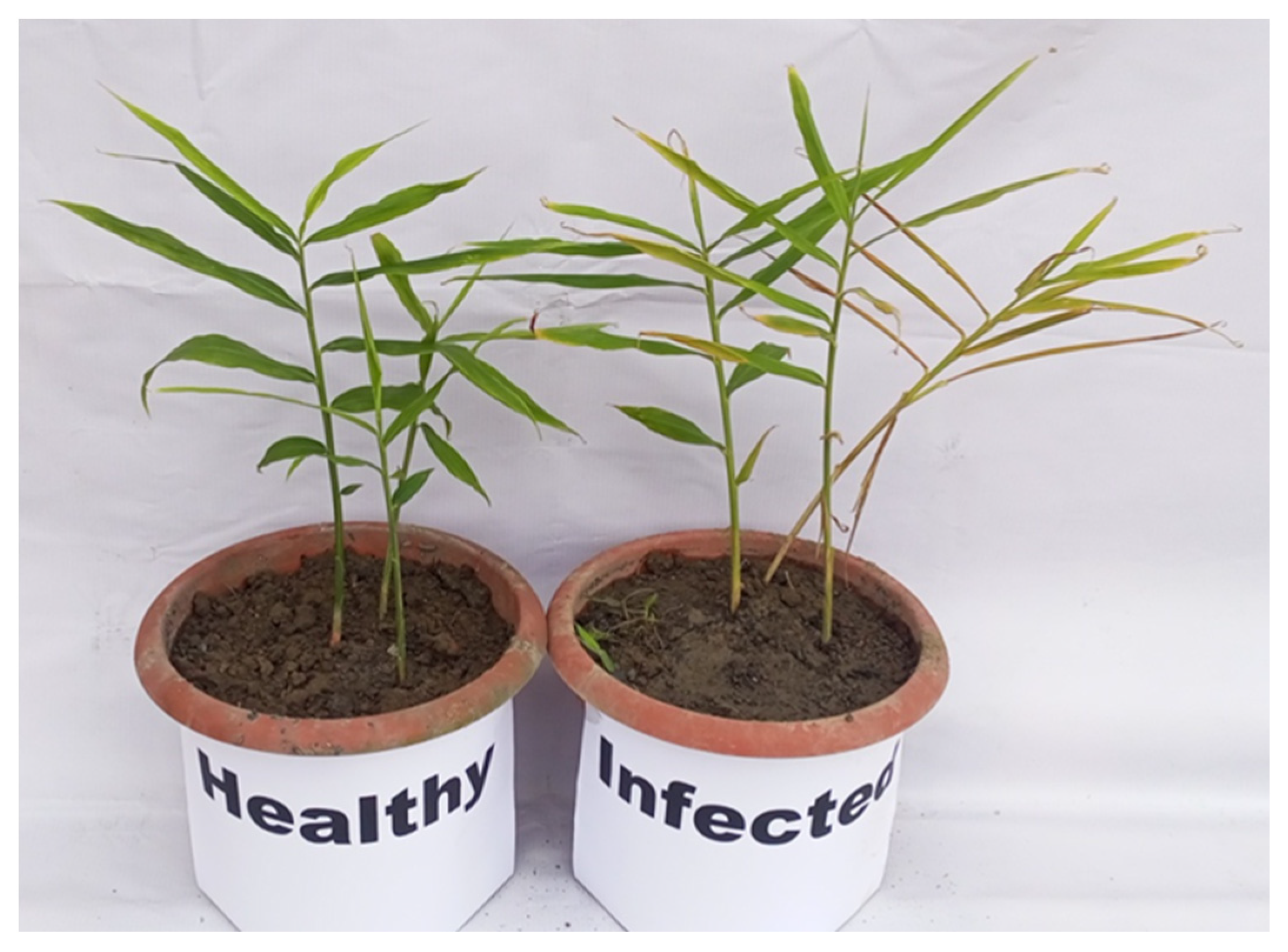 Pathogens 14 00544 g005