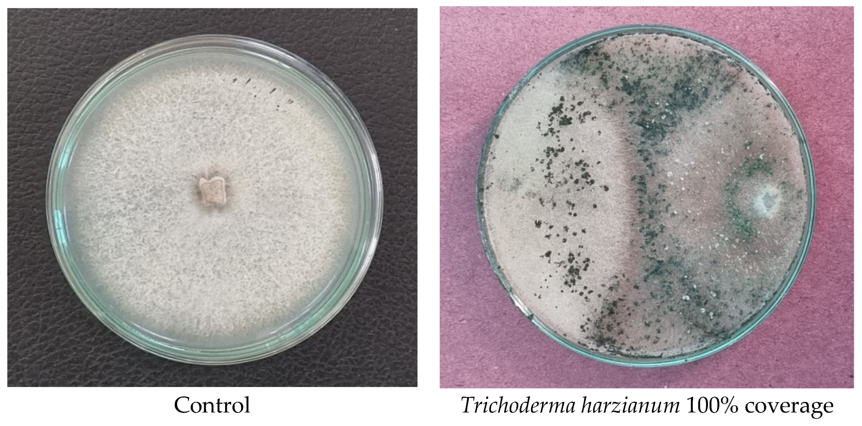 Pathogens 14 00544 g013
