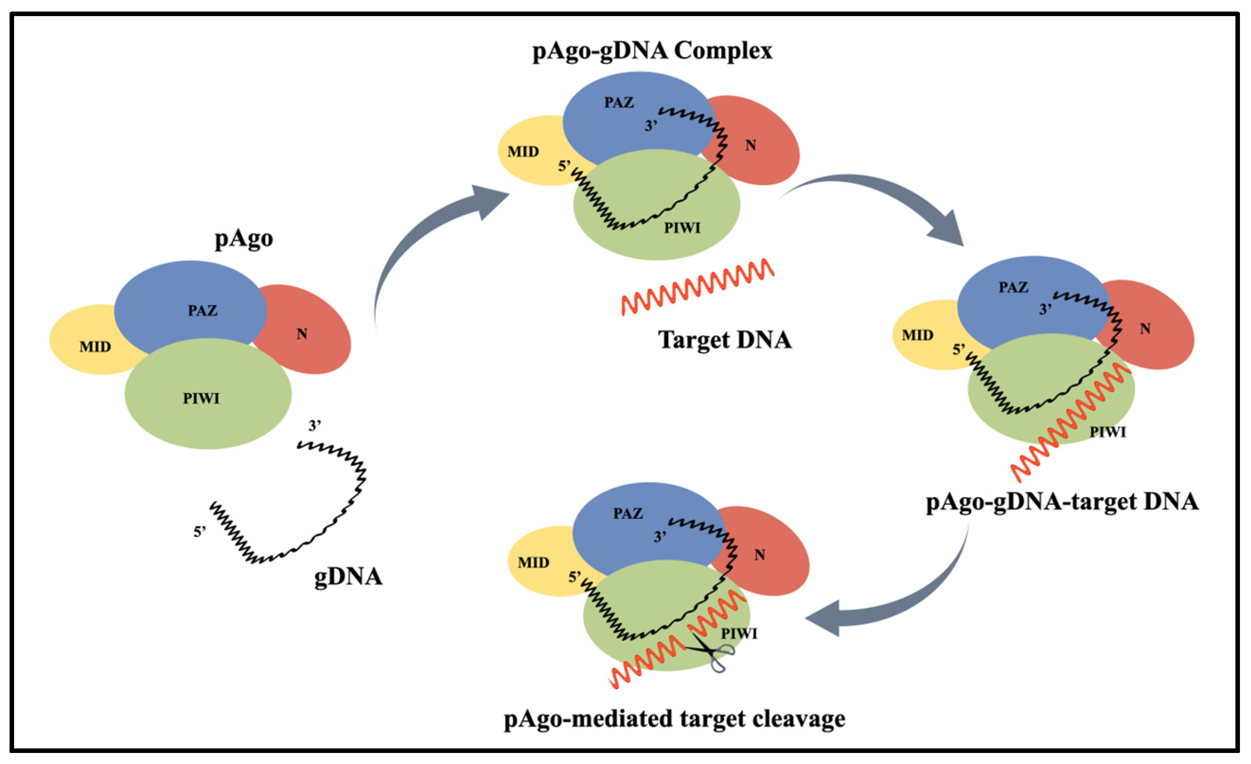 Pathogens 14 00554 g001