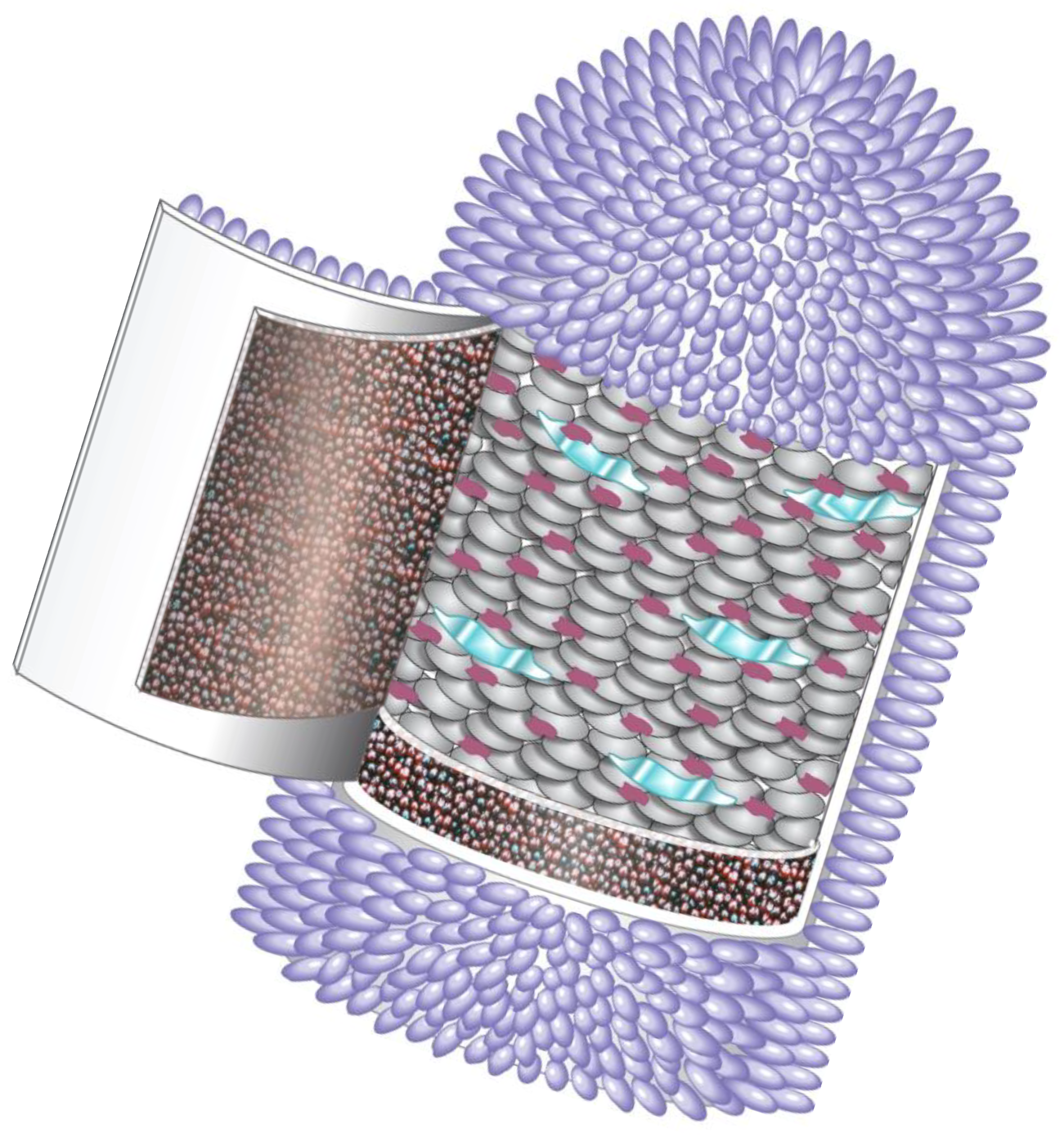 Pathogens 14 00586 g001