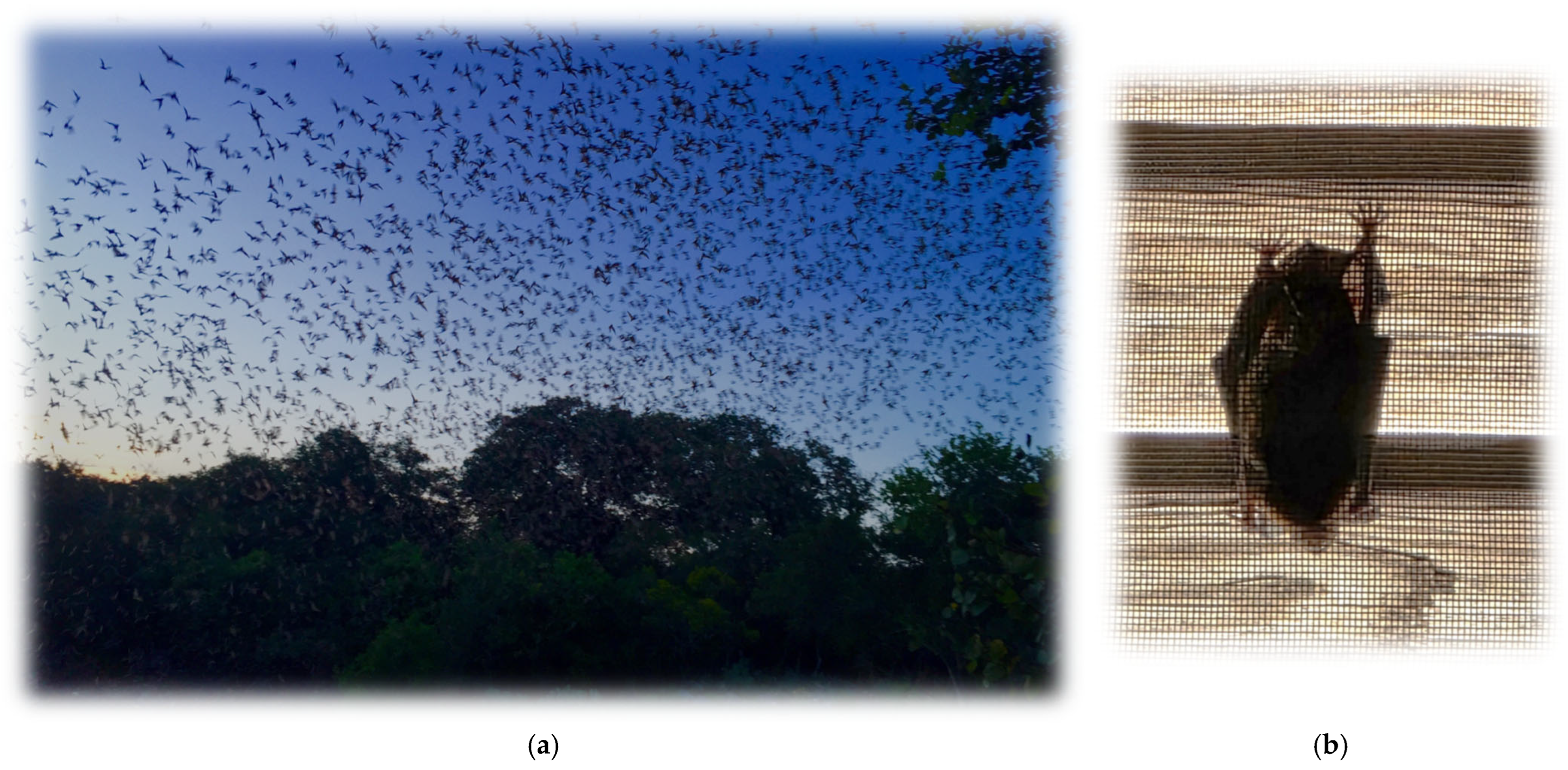 Pathogens 14 00586 g002