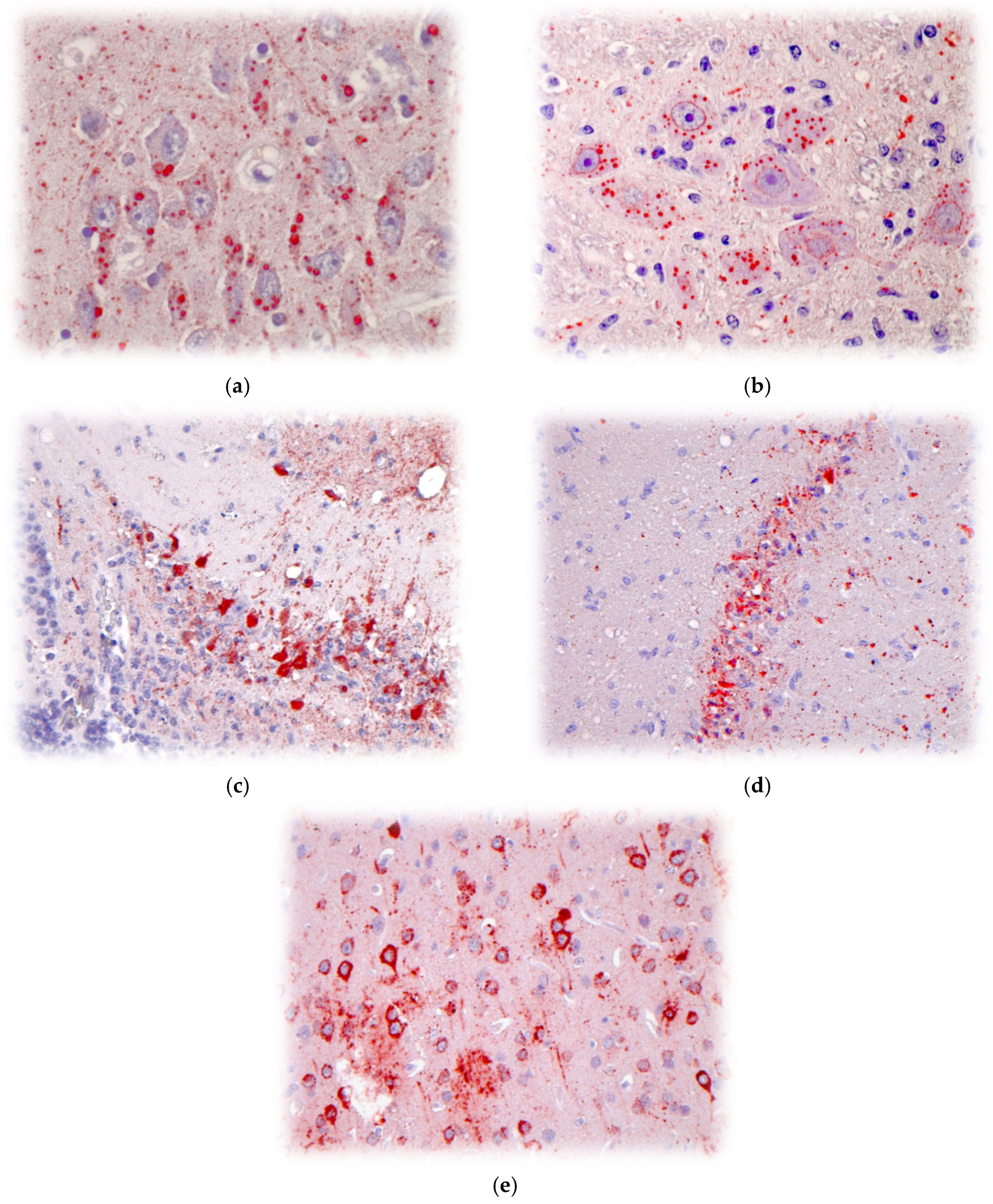 Pathogens 14 00586 g005