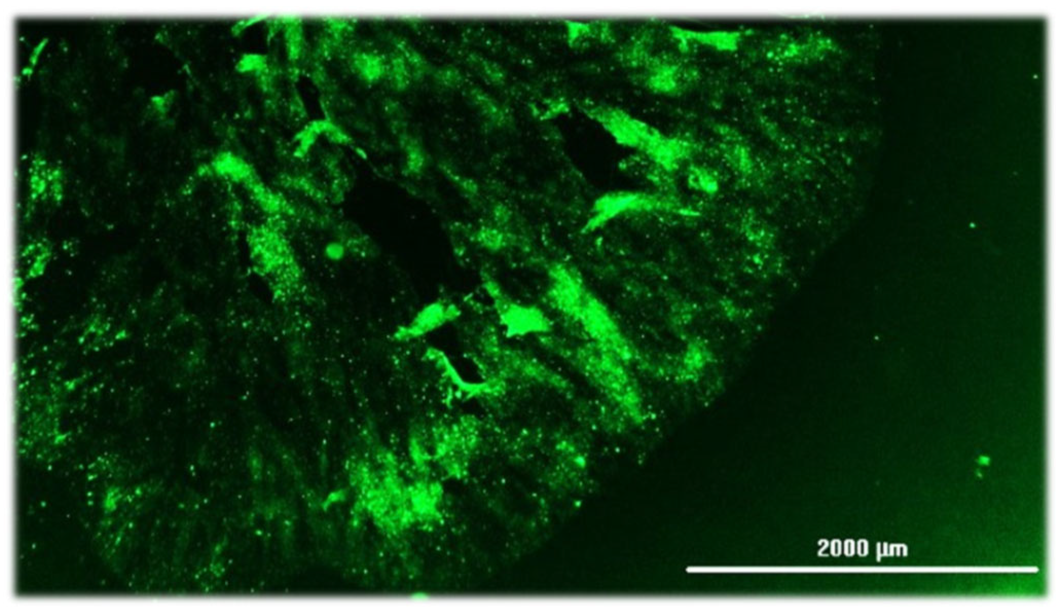 Pathogens 14 00586 g007