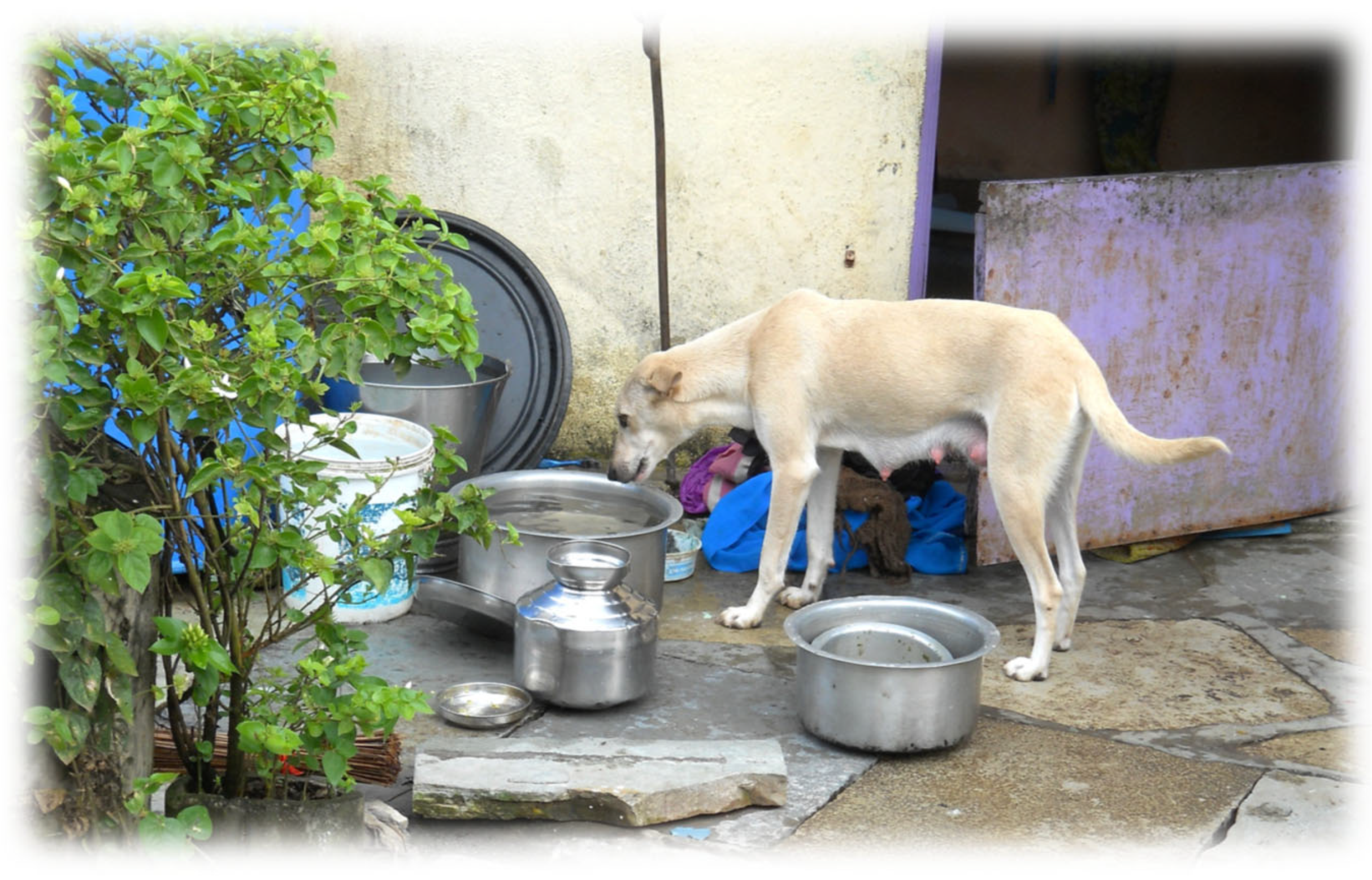 Pathogens 14 00586 g009