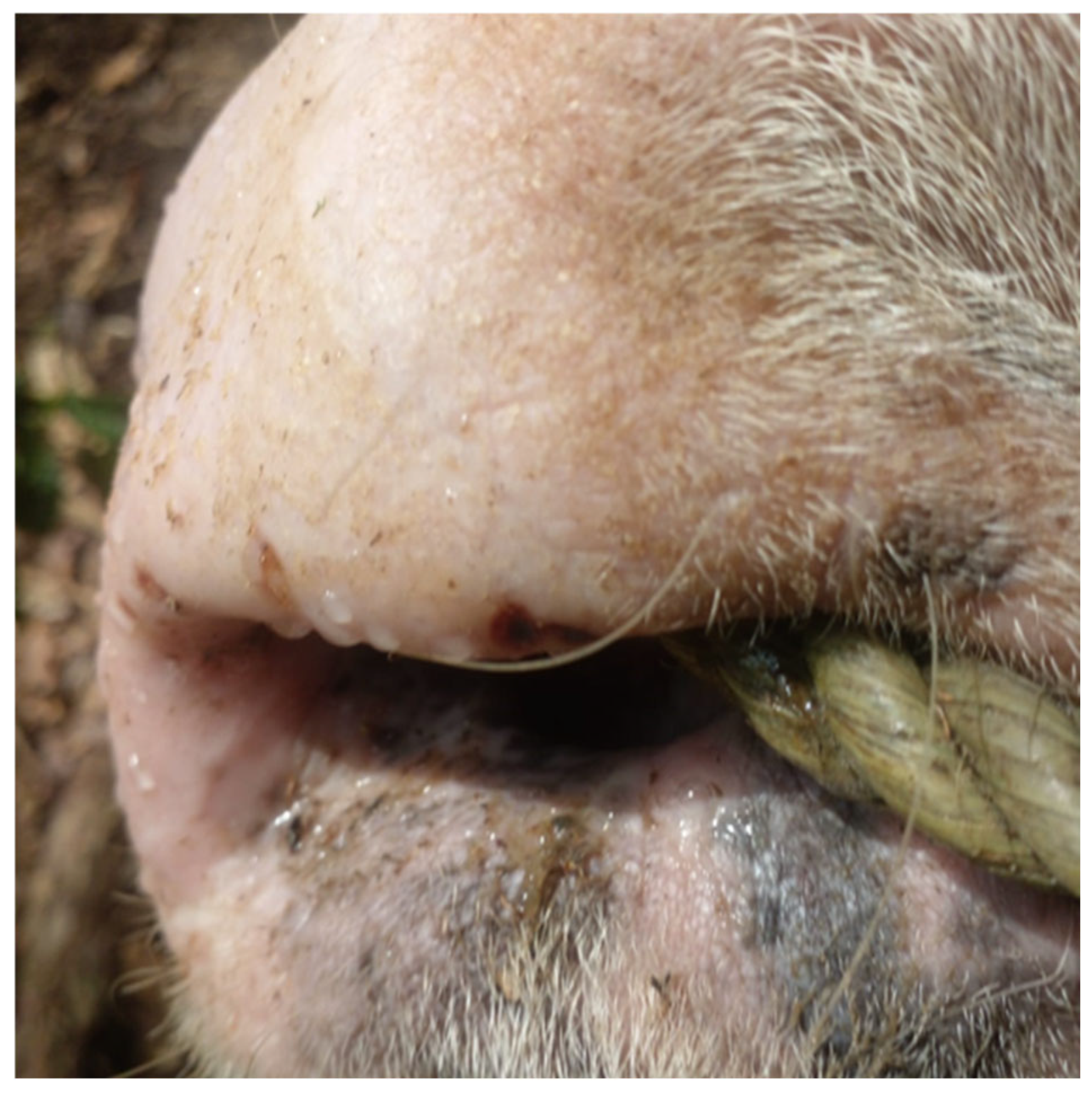 Pathogens 14 00586 g011