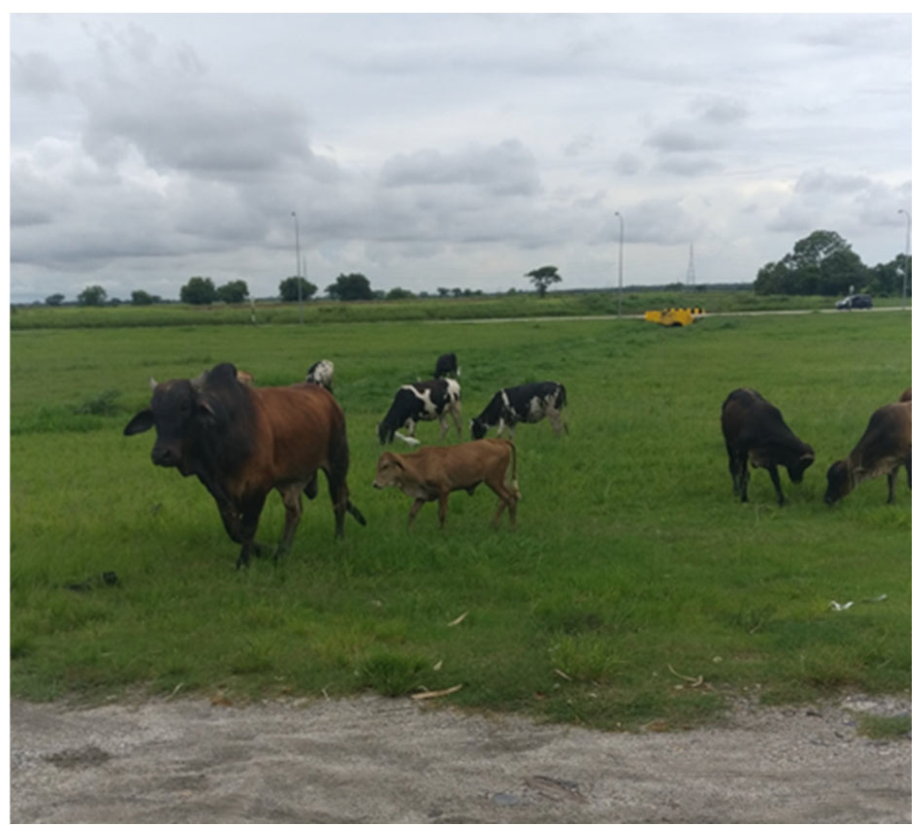 Pathogens 14 00586 g012