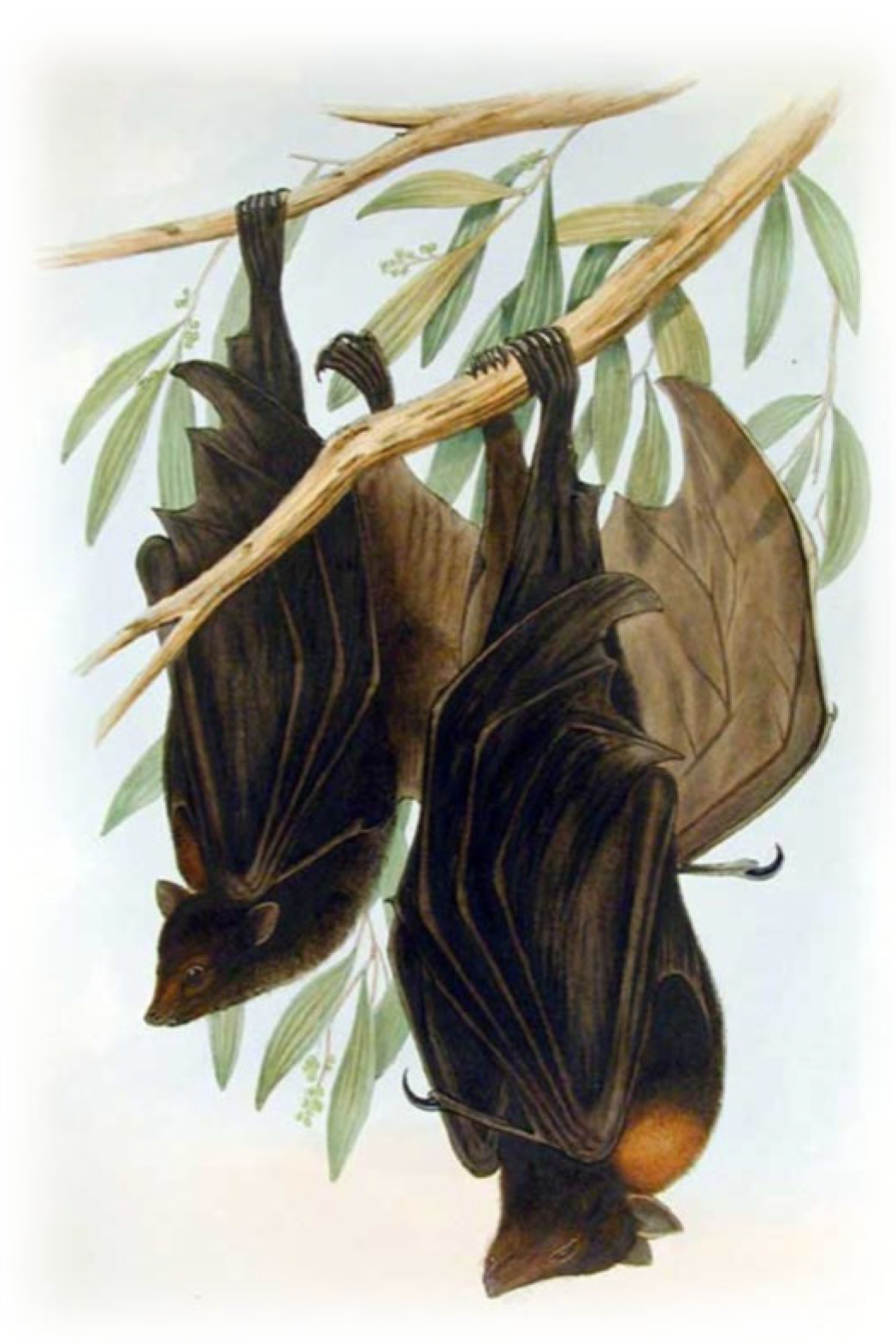 Pathogens 14 00586 g013