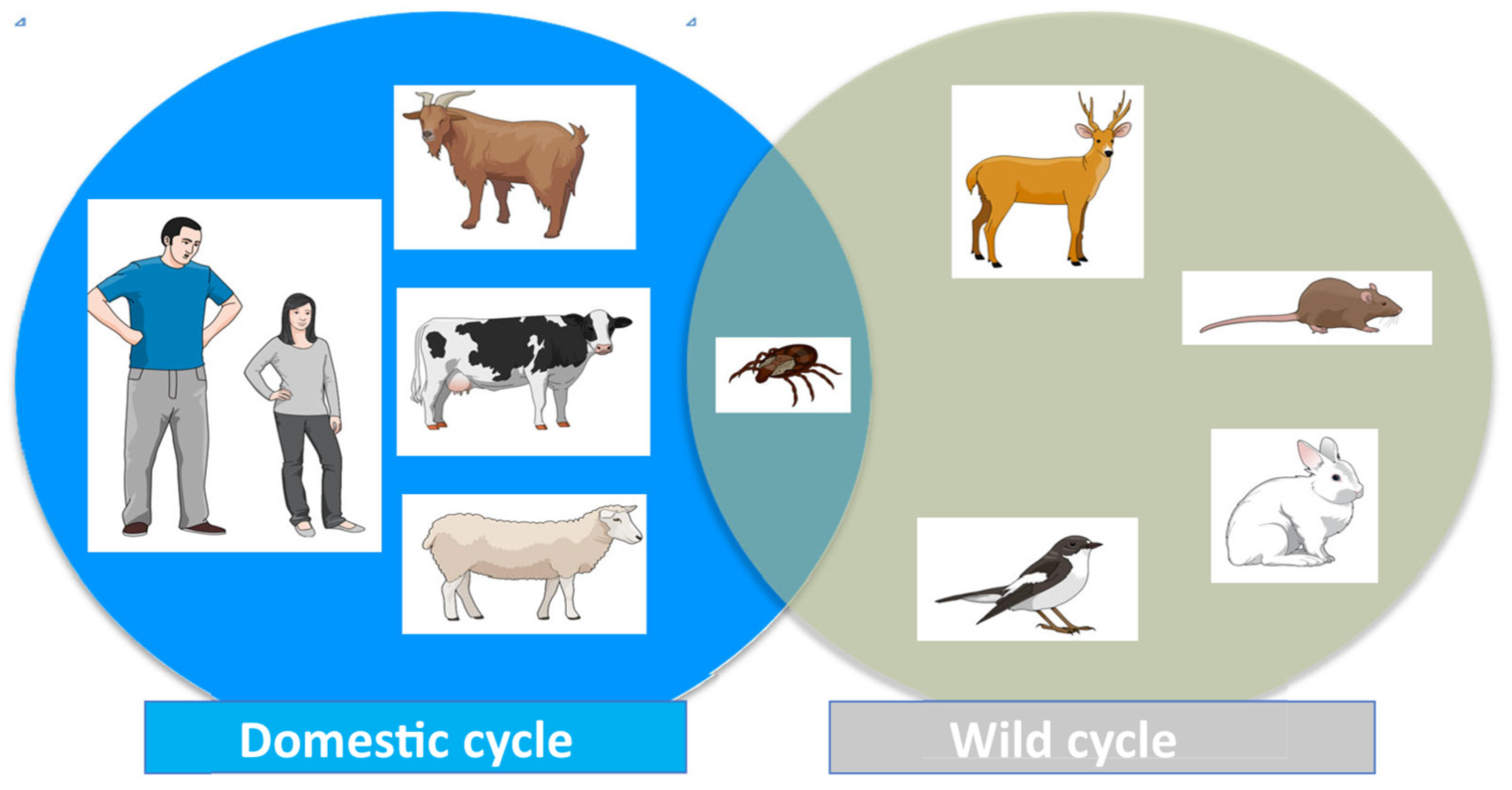 Pathogens 14 00589 g003 Pathogens 14 00589 g003
