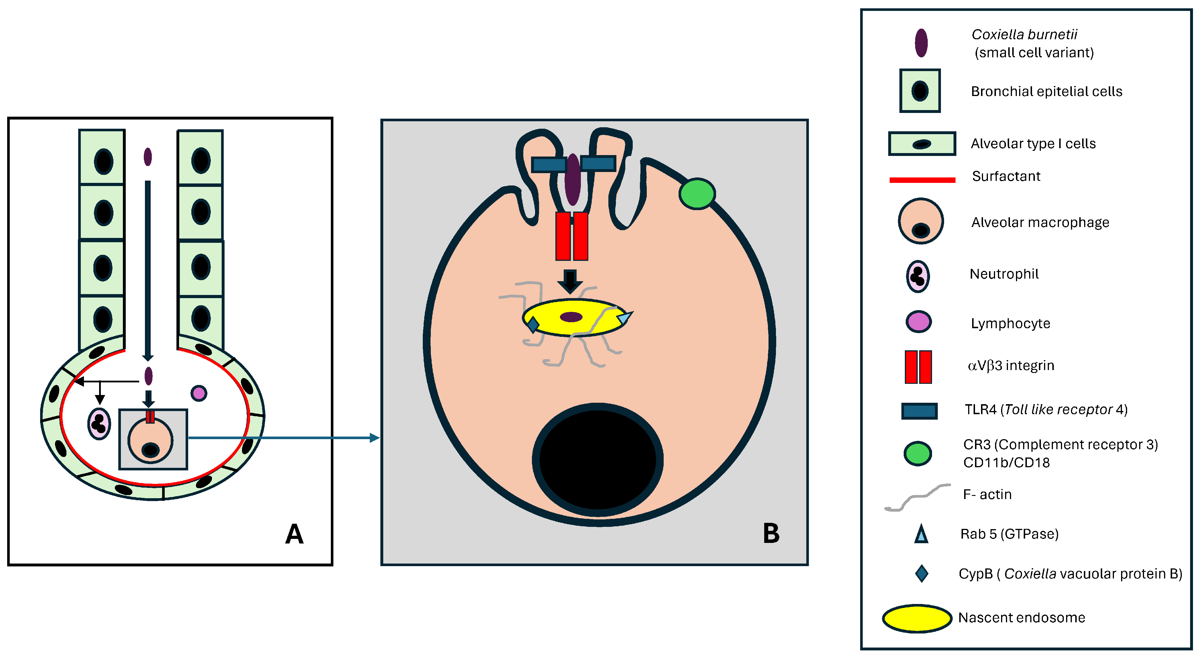 Pathogens 14 00589 g005 Pathogens 14 00589 g005