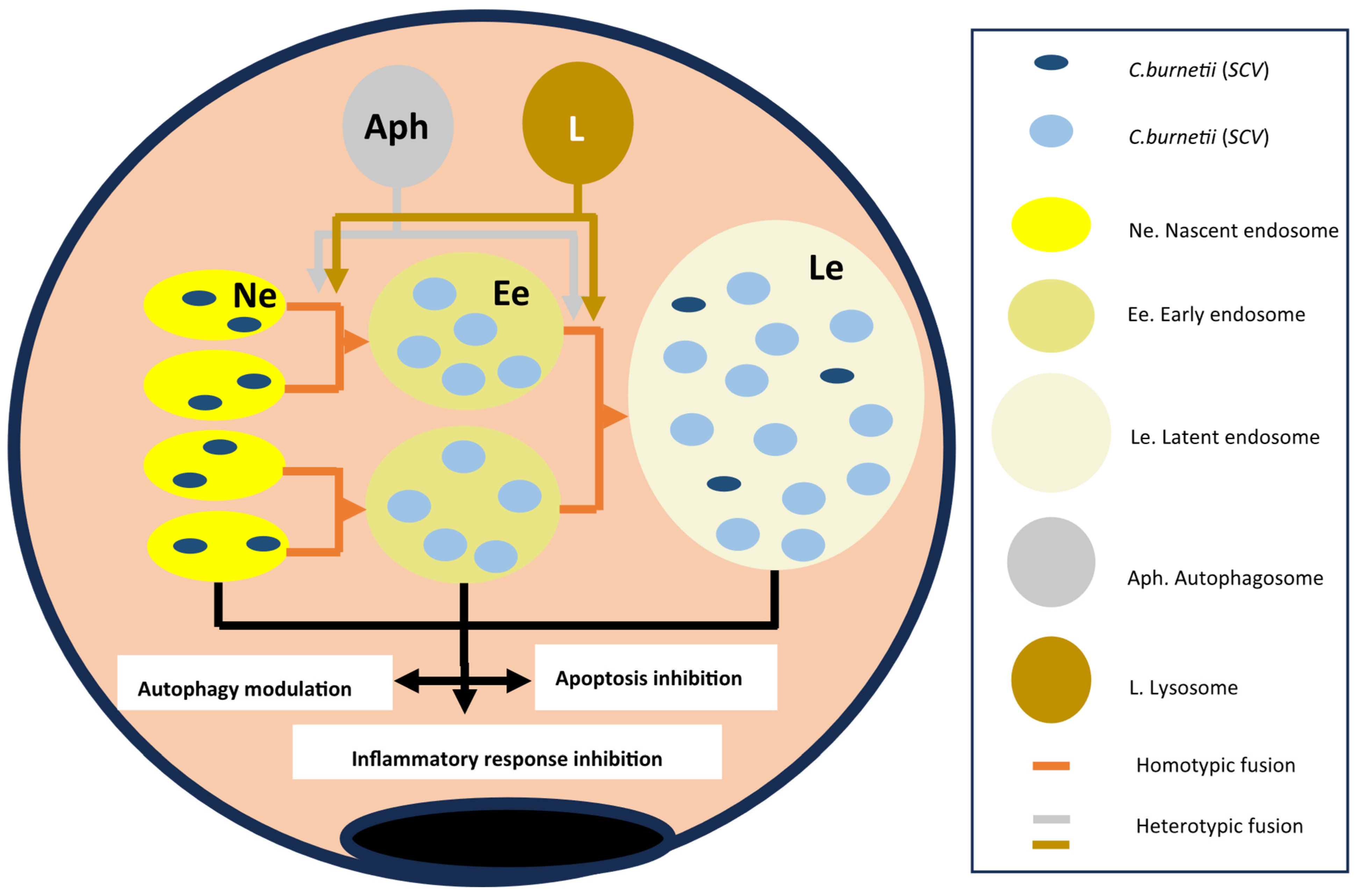 Pathogens 14 00589 g006 Pathogens 14 00589 g006