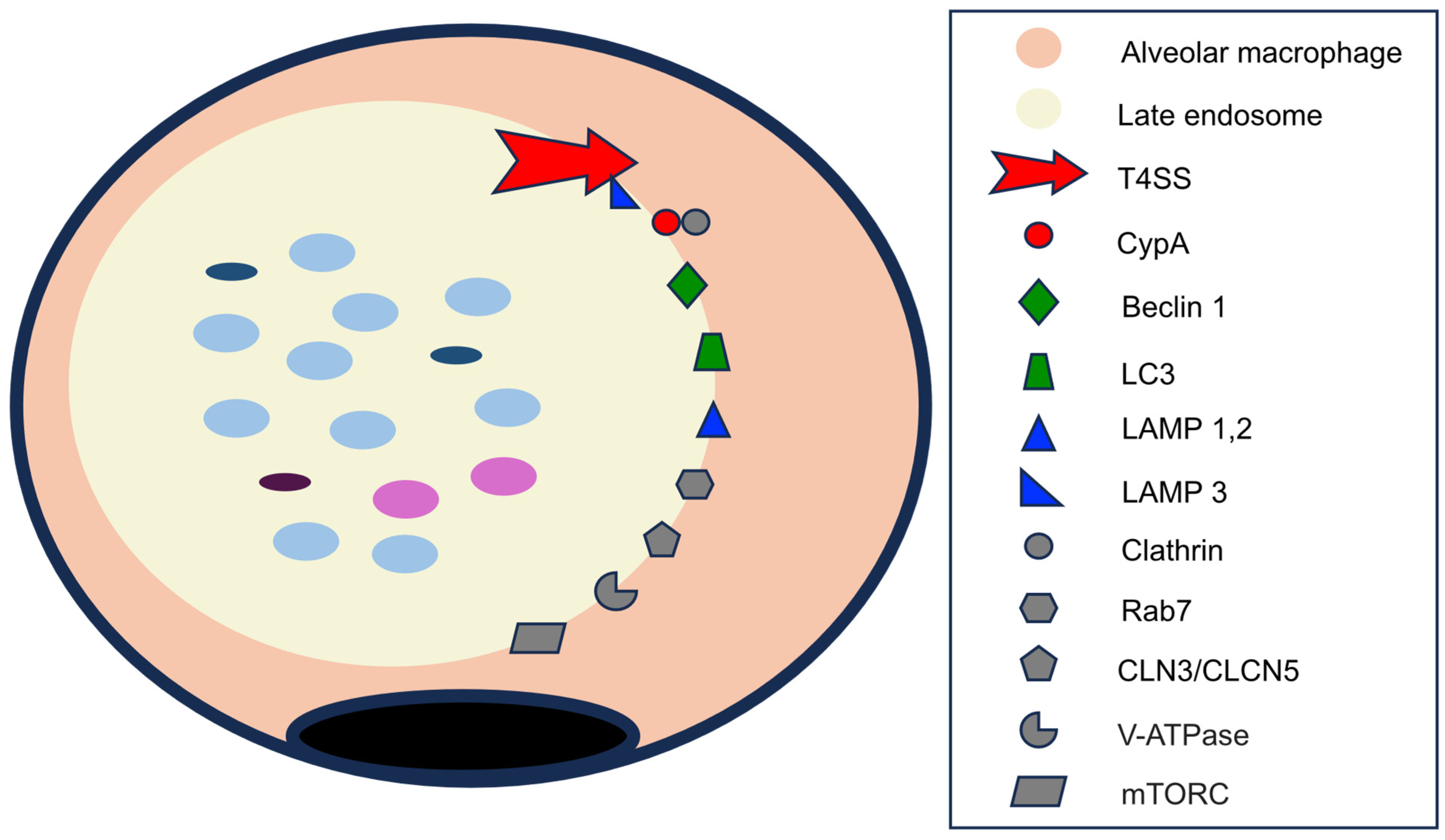Pathogens 14 00589 g007 Pathogens 14 00589 g007