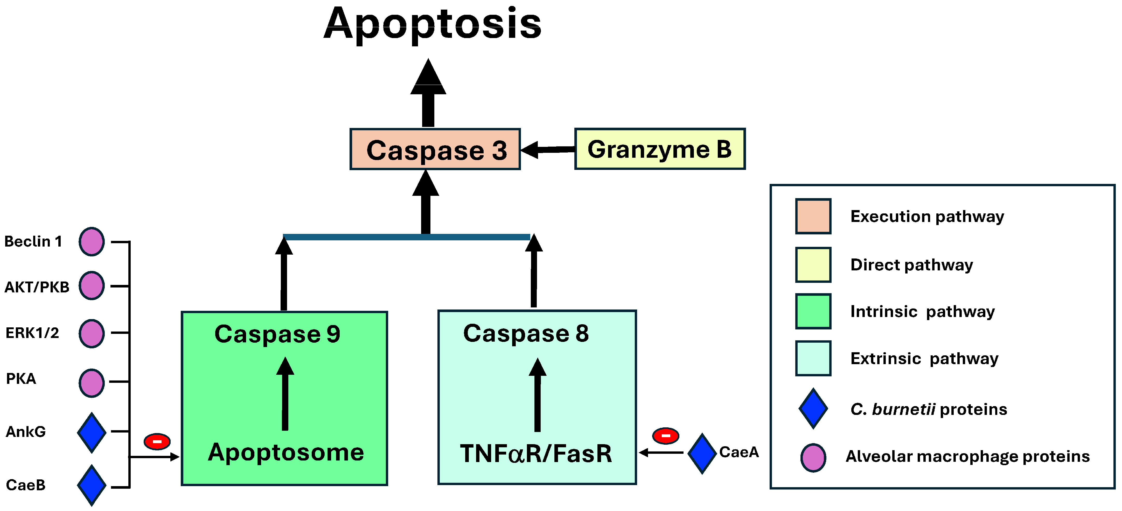 Pathogens 14 00589 g008 Pathogens 14 00589 g008