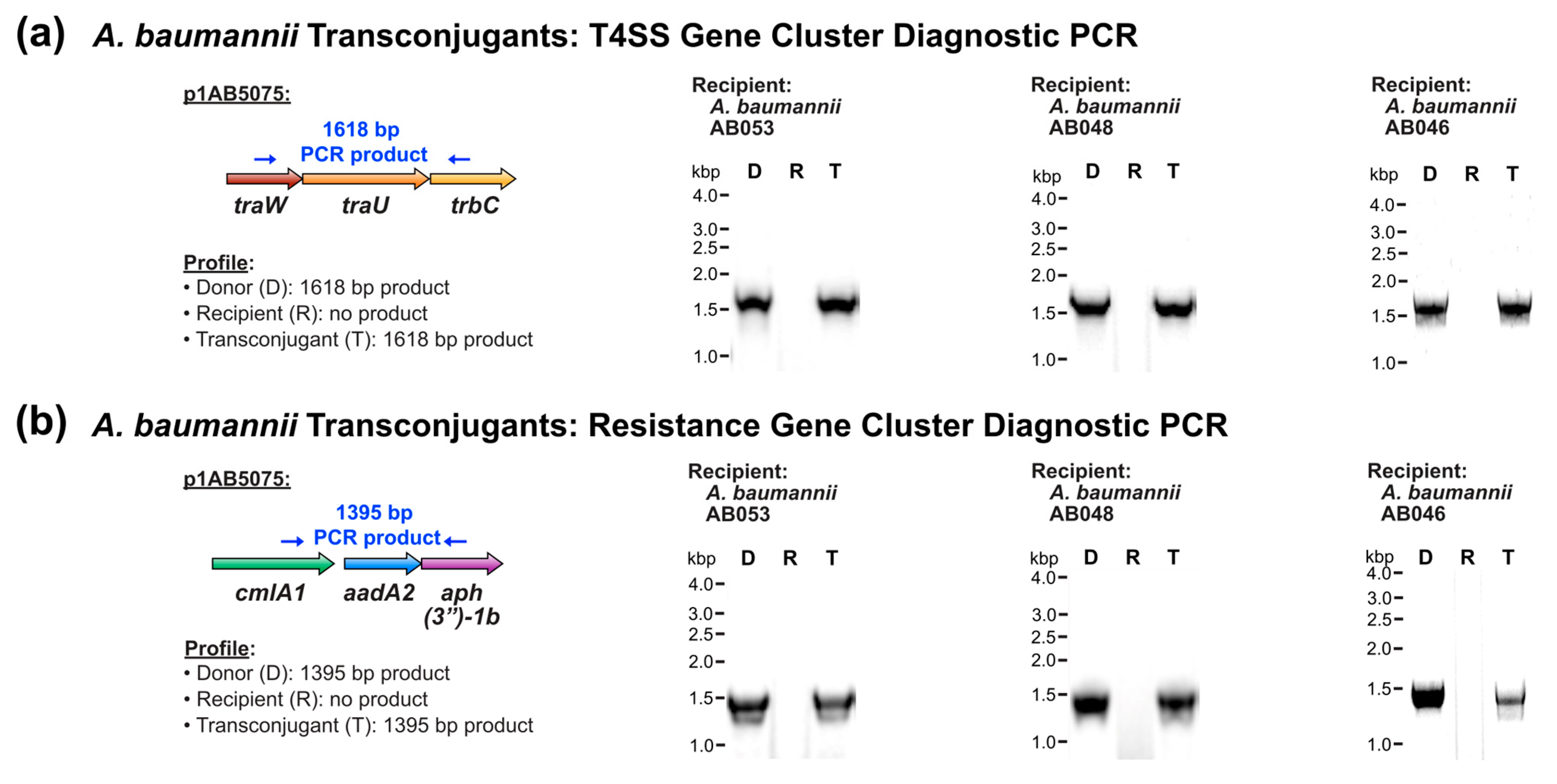 Pathogens 14 00606 g001