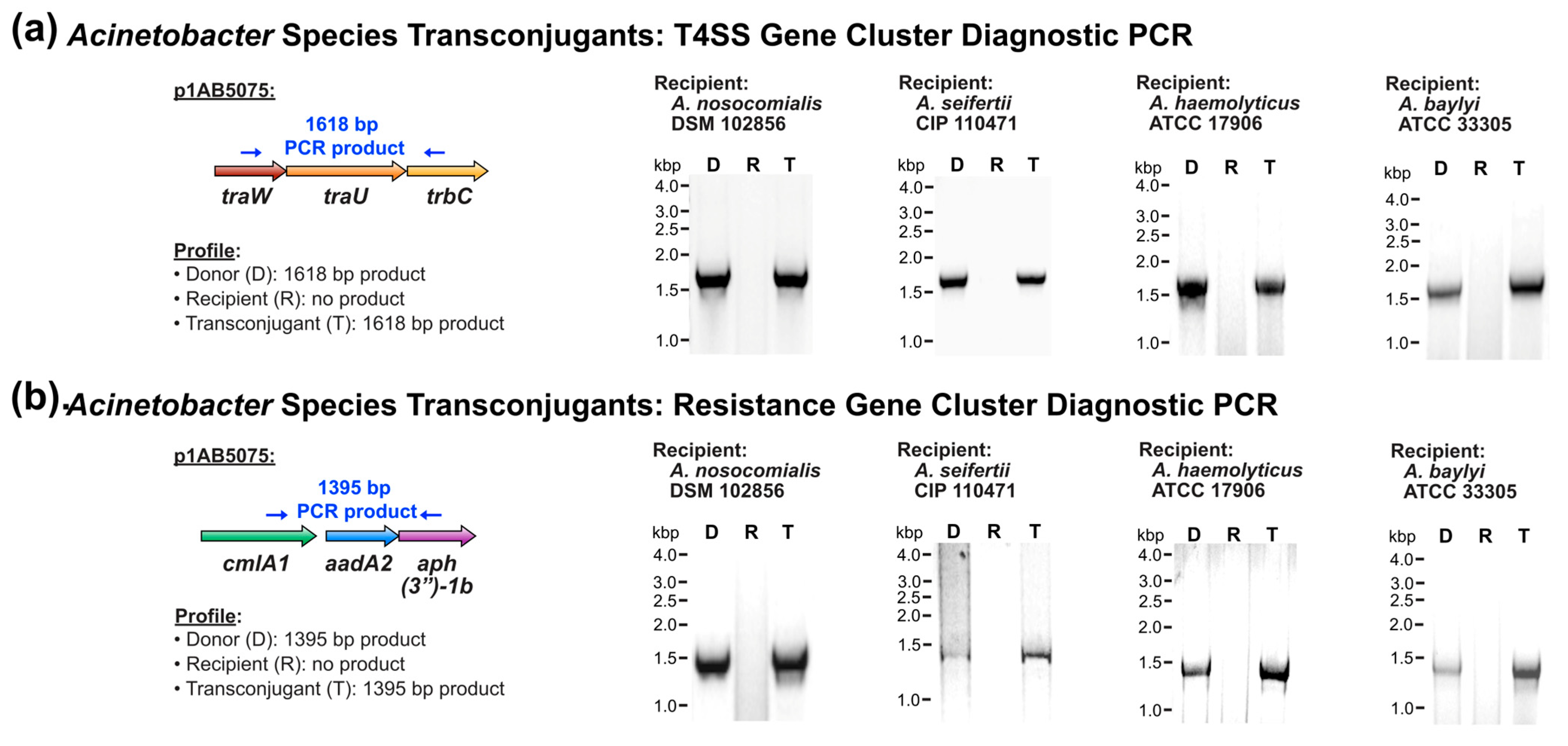 Pathogens 14 00606 g002