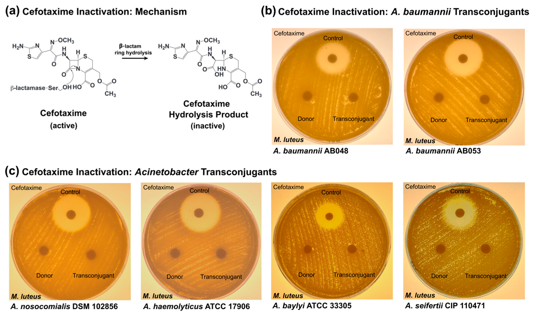 Pathogens 14 00606 g004