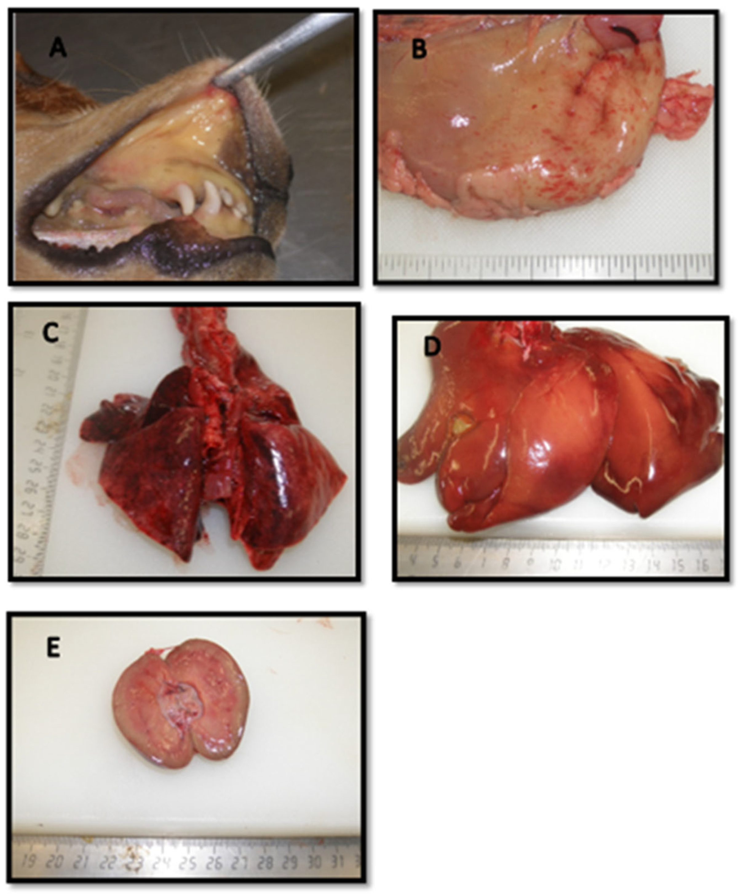 Pathogens 14 00611 g011