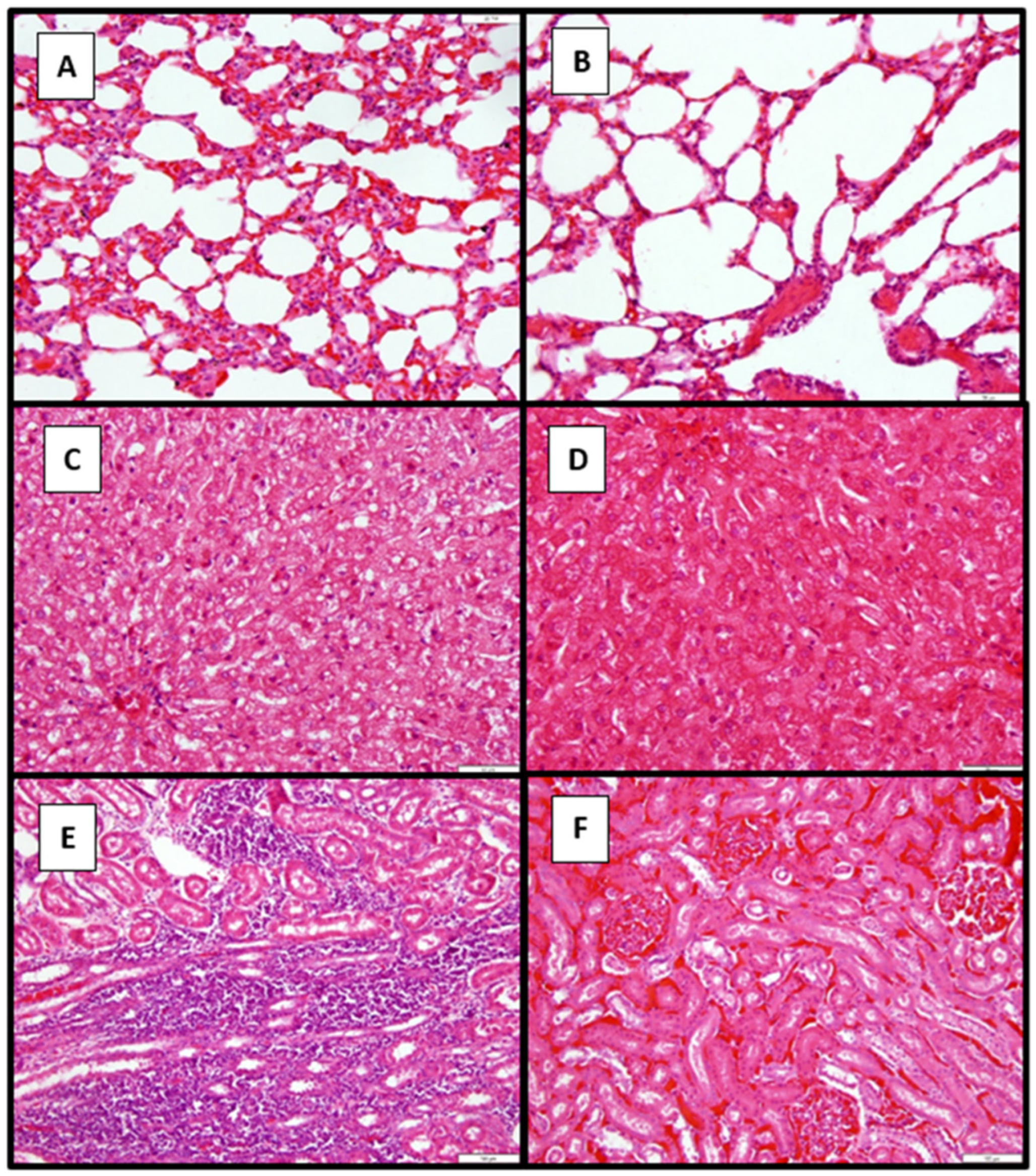 Pathogens 14 00611 g012