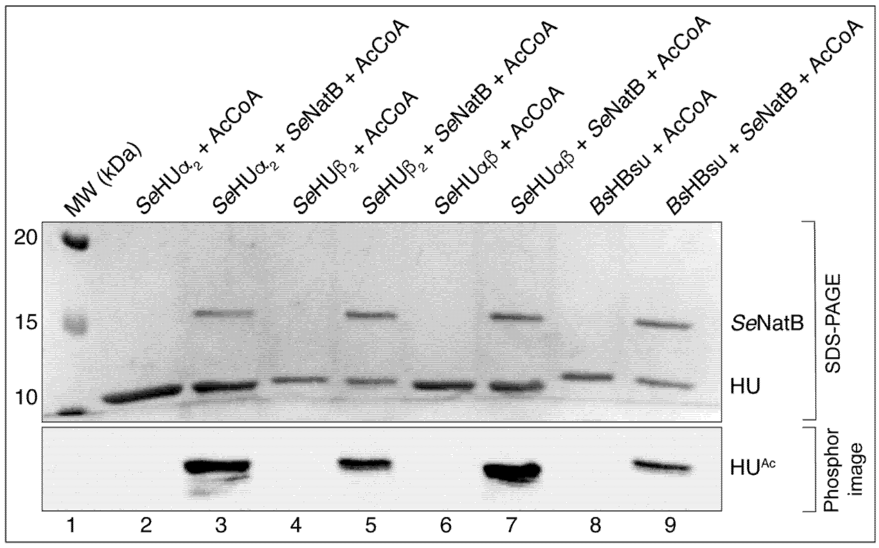 Pathogens 14 00616 g002 Pathogens 14 00616 g002
